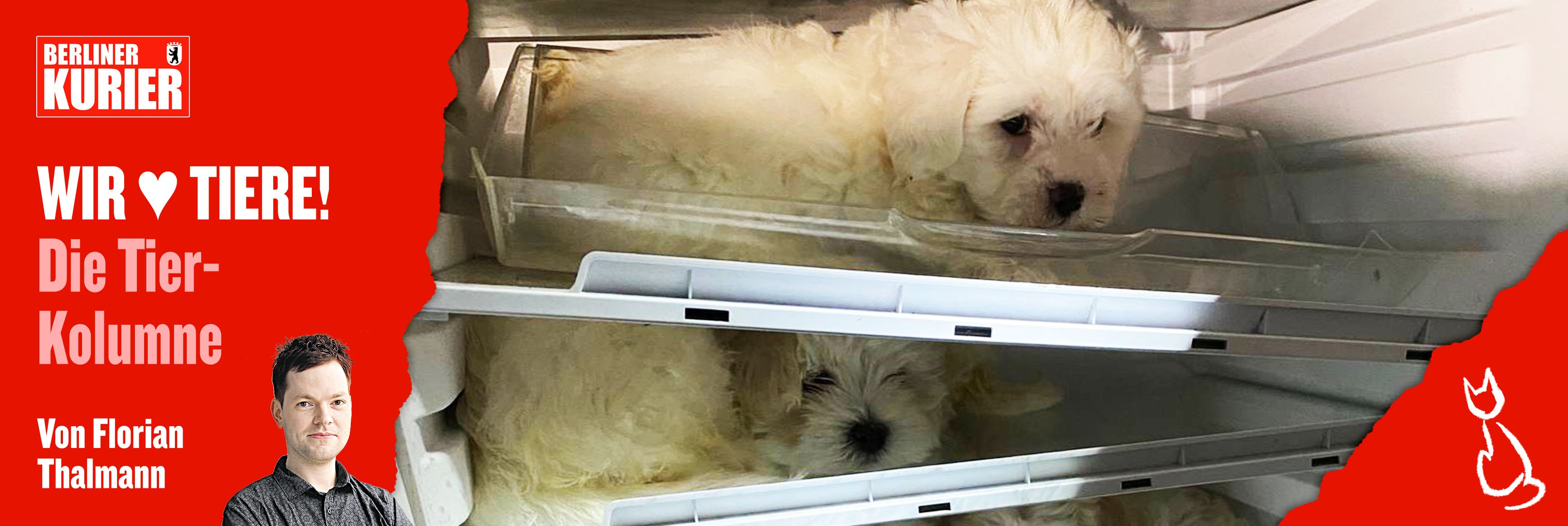 Ist der Tag des Hundewelpen ein Grund zum Feiern? Nein – und DAS sind die schrecklichen Gründe