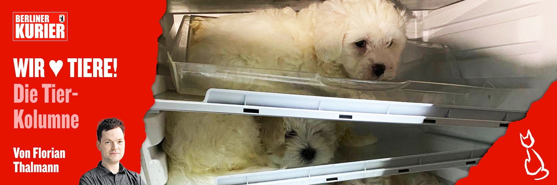 Zwei Welpenhändler aus Köln versteckten die Hunde sogar in ihrem Kühlschrank.