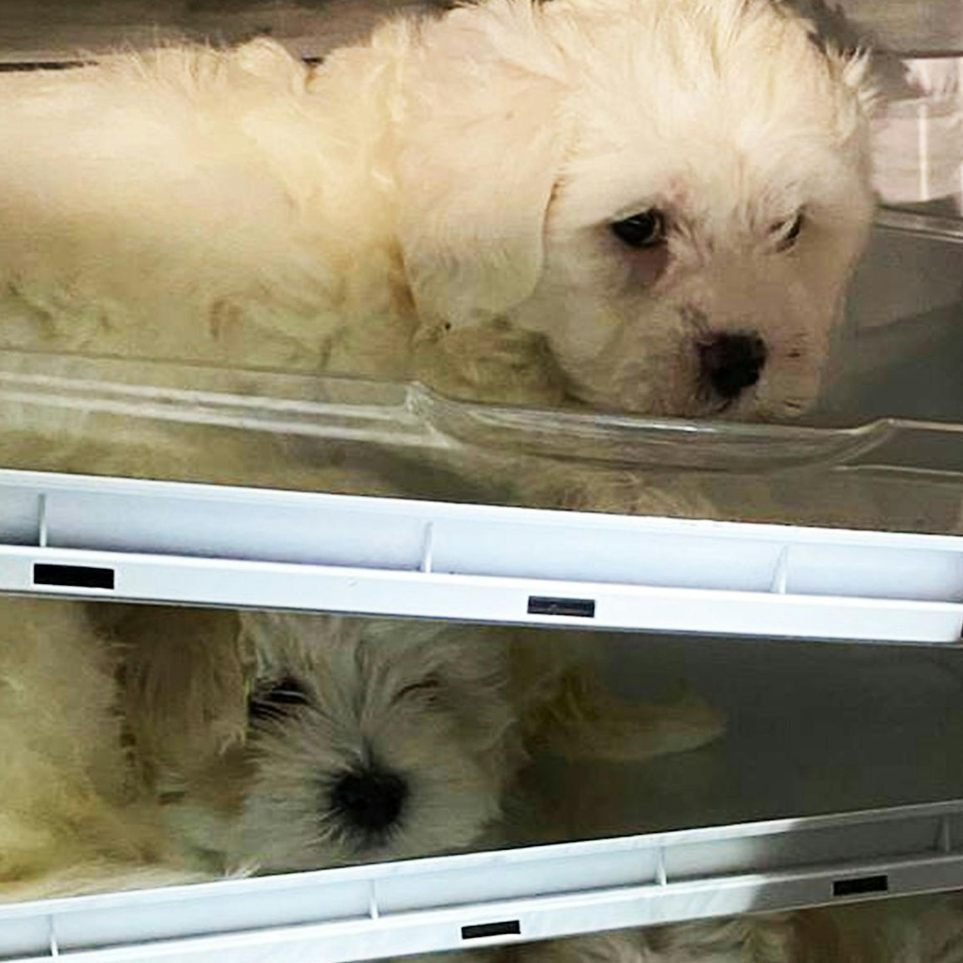 Ist der Tag des Hundewelpen ein Grund zum Feiern? Nein – und DAS sind die schrecklichen Gründe