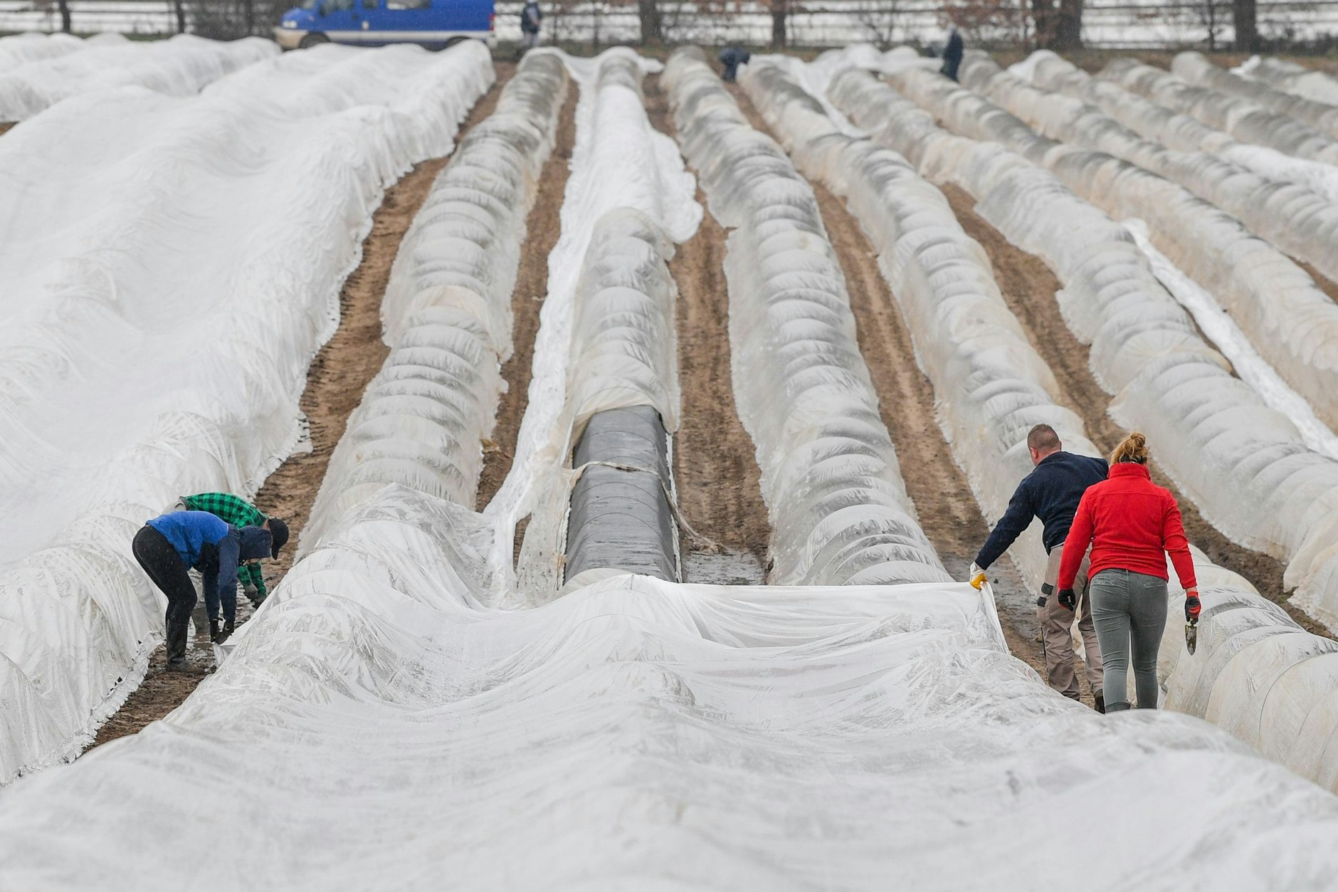 Ein Bild aus dem Jahr 2020:&nbsp; Brandenburg, Beelitz: Ausländische Arbeitskräfte legen Folie über Spargelreihen auf einem Feld vom Spargelhof Jakobs. Der Spargel wächst und die Ernte rückt in Sicht. Doch wer soll das edle Gemüse stechen?