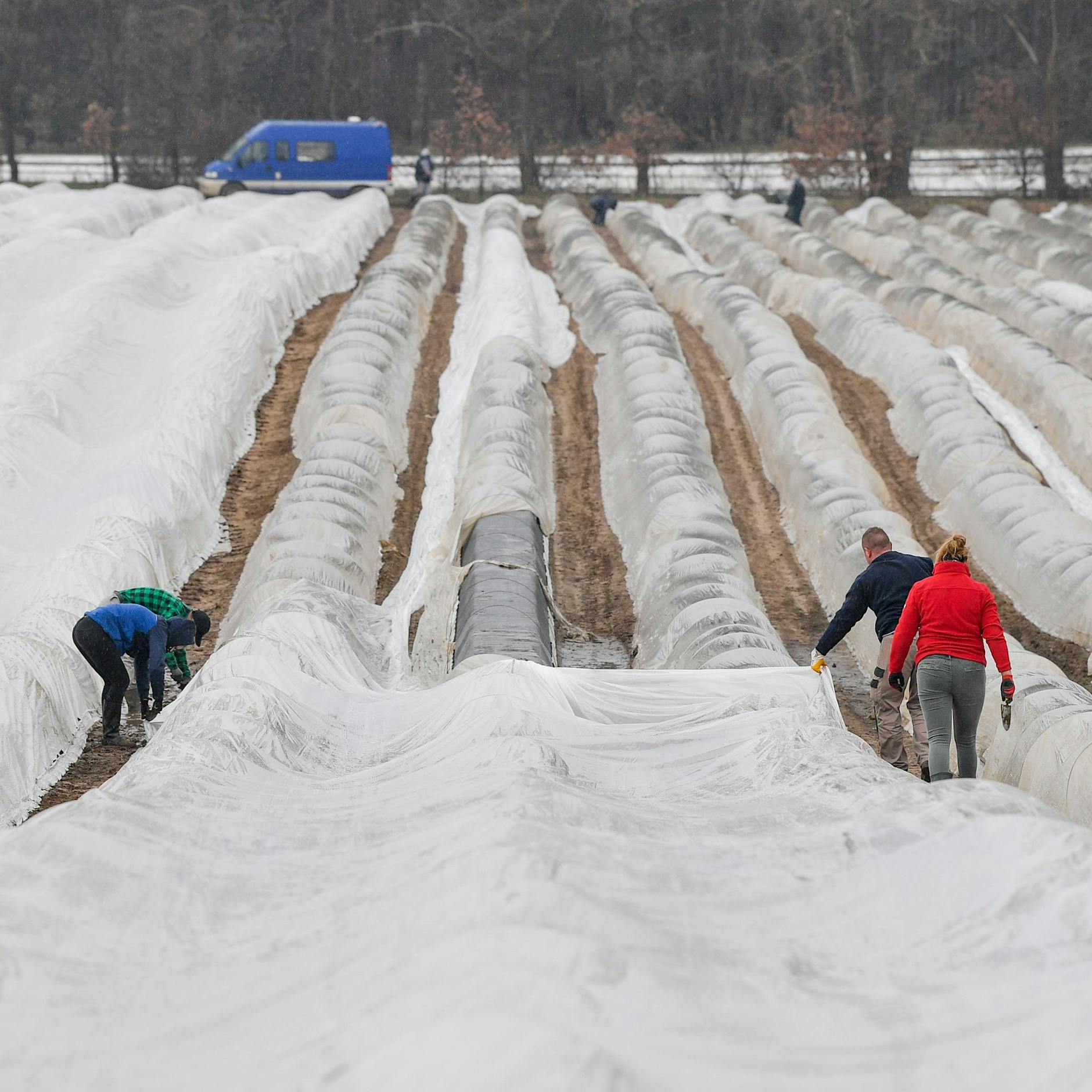 Bauern fehlen die Saisonarbeiter: Wer erntet dieses Jahr unseren Spargel?