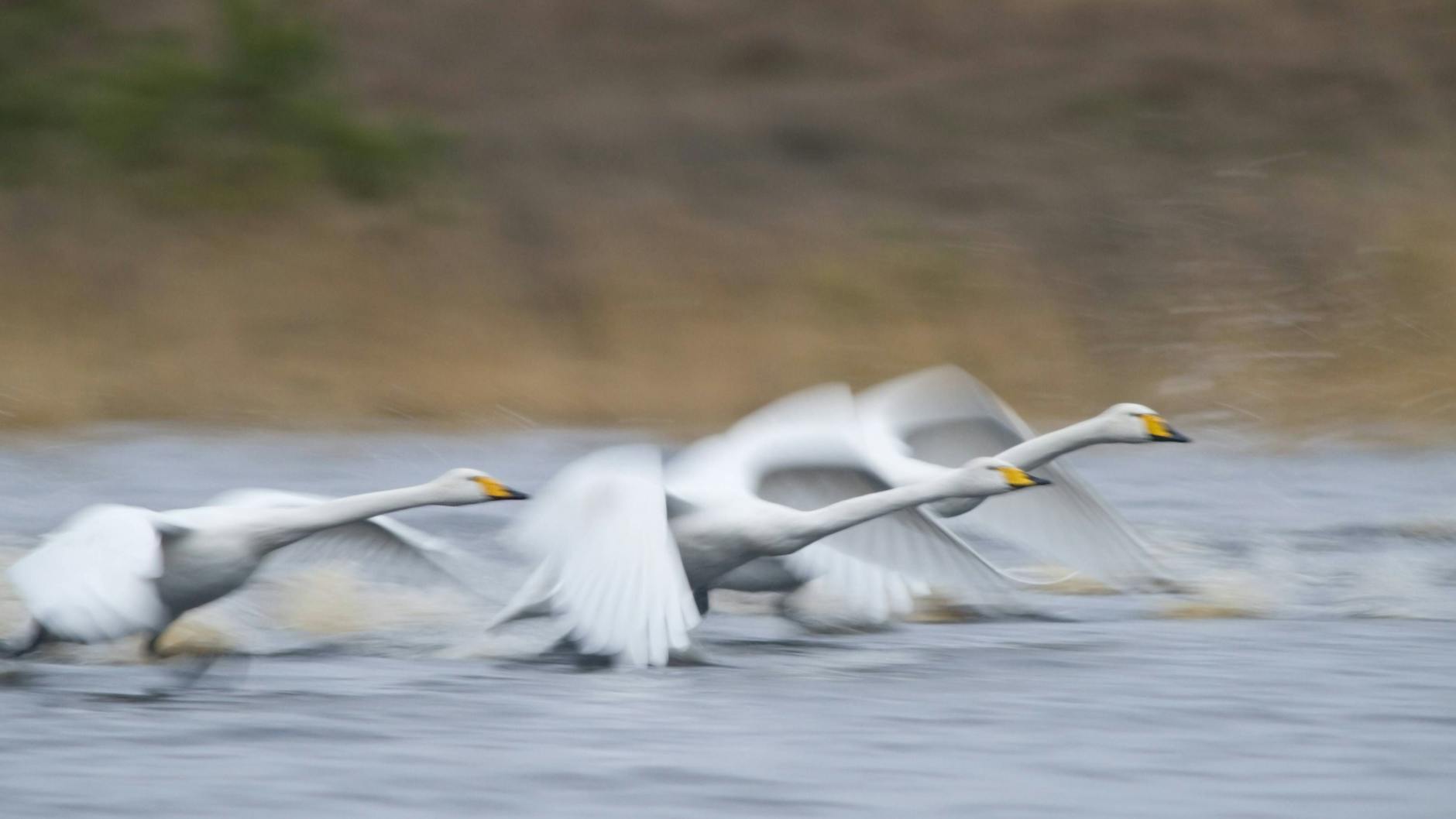 Singschwäne überwintern in Brandeburg
