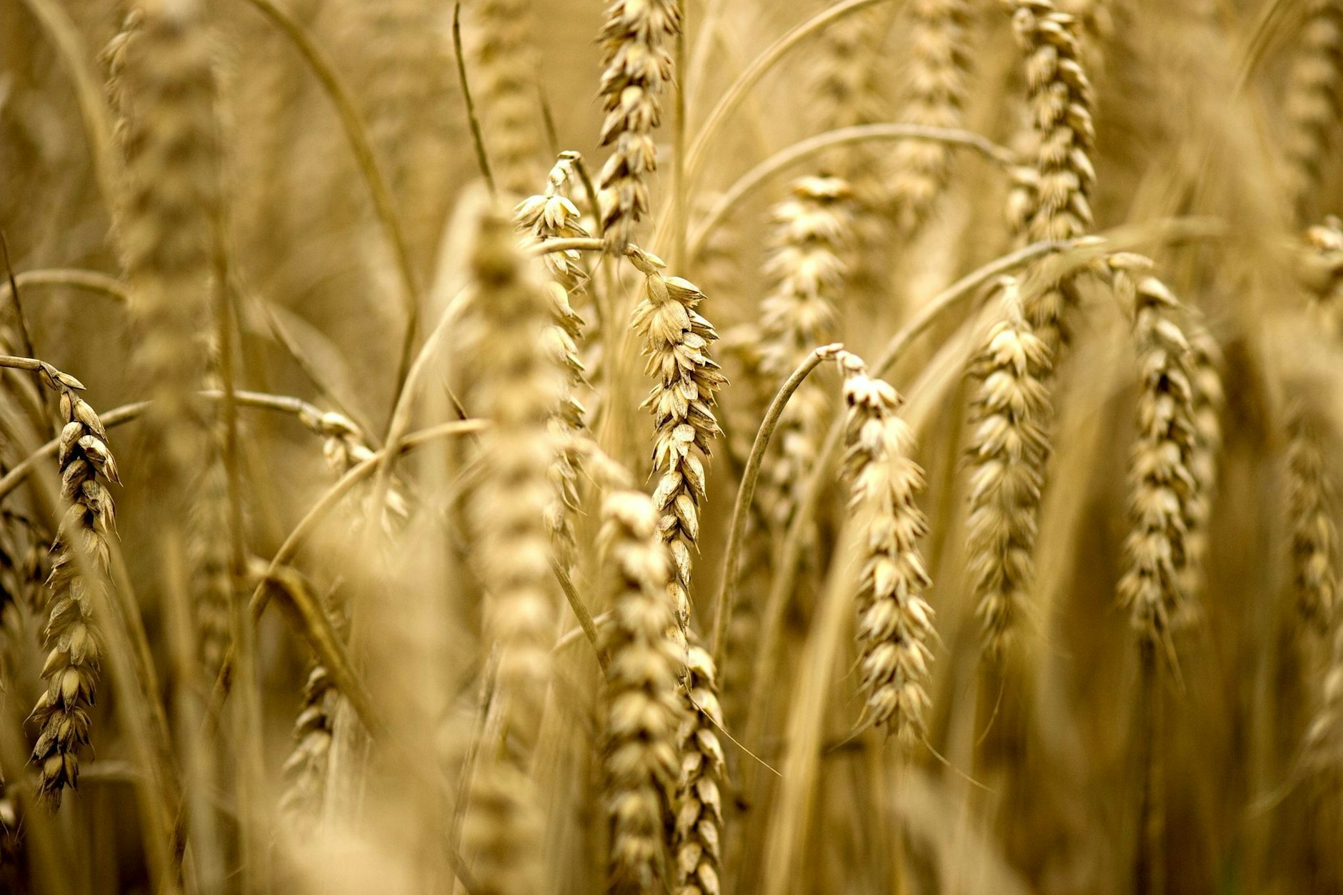 Wegen des Krieges in der Ukraine dürften große Mengen an Getreide aus dem osteuropäischen Land wegfallen.