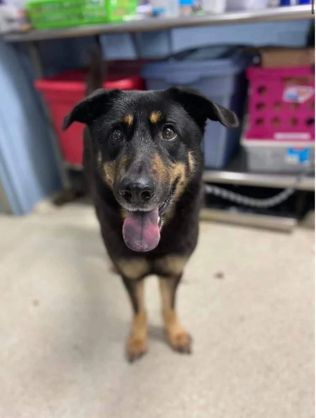 Hund verstoßen, weil er „schwul“ ist – jetzt wurde Oscar von einem schwulen Paar adoptiert