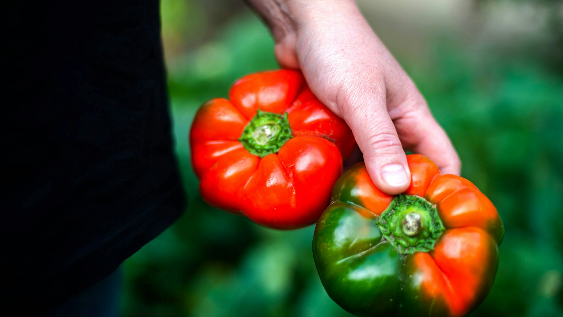 Paprika ist eine der Hauptzutaten für einen leckeren Schopska-Salat.