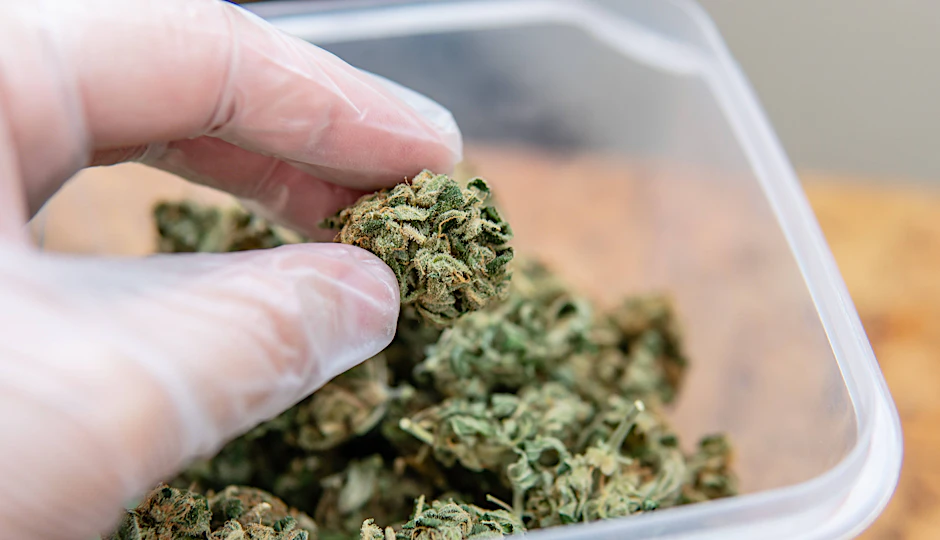 Wann die Cannabis-Legalisierung in Deutschland kommt ist noch immer unklar. Gesundheitsminister Lauterbach will bald neue Vorschläge vorstellen.&nbsp;