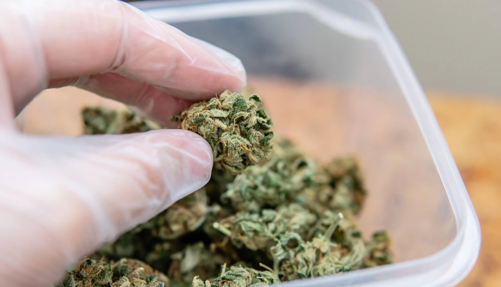 Studie: Medizinisches Cannabis lindert Schmerzen, Angst und Depressionen kaum