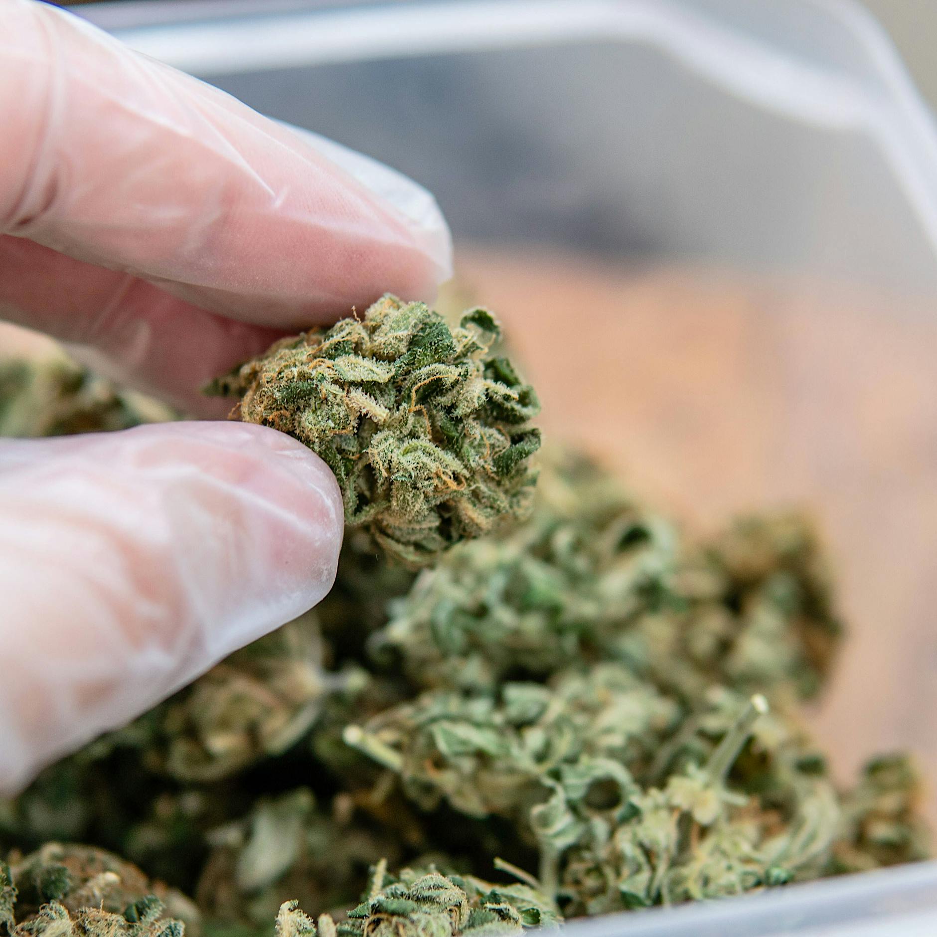 Cannabis-Legalisierung: Lauterbach legt konkrete Ideen vor