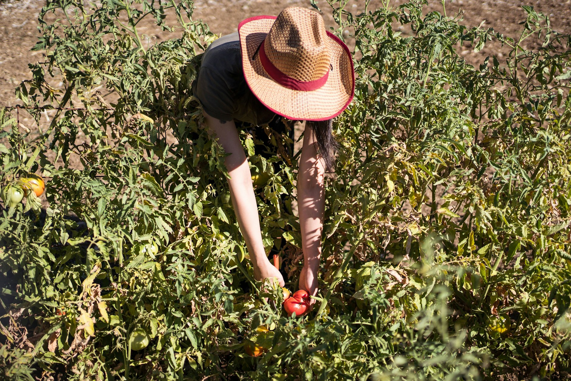 Dank guter Dünger kann sich die Ernte – hier ein Beet mit Tomatenpflanzen – verdoppeln.