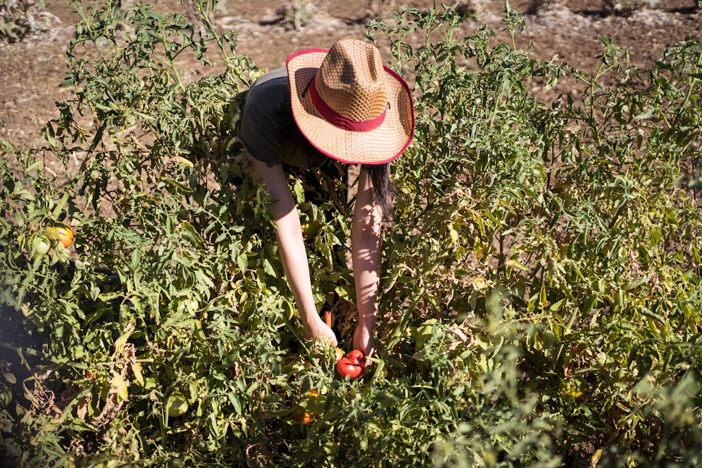 compo grow blüte dünger COMPO Grow Organic Duopack: Wachstums- und Blütedünger Starterkit main image 1