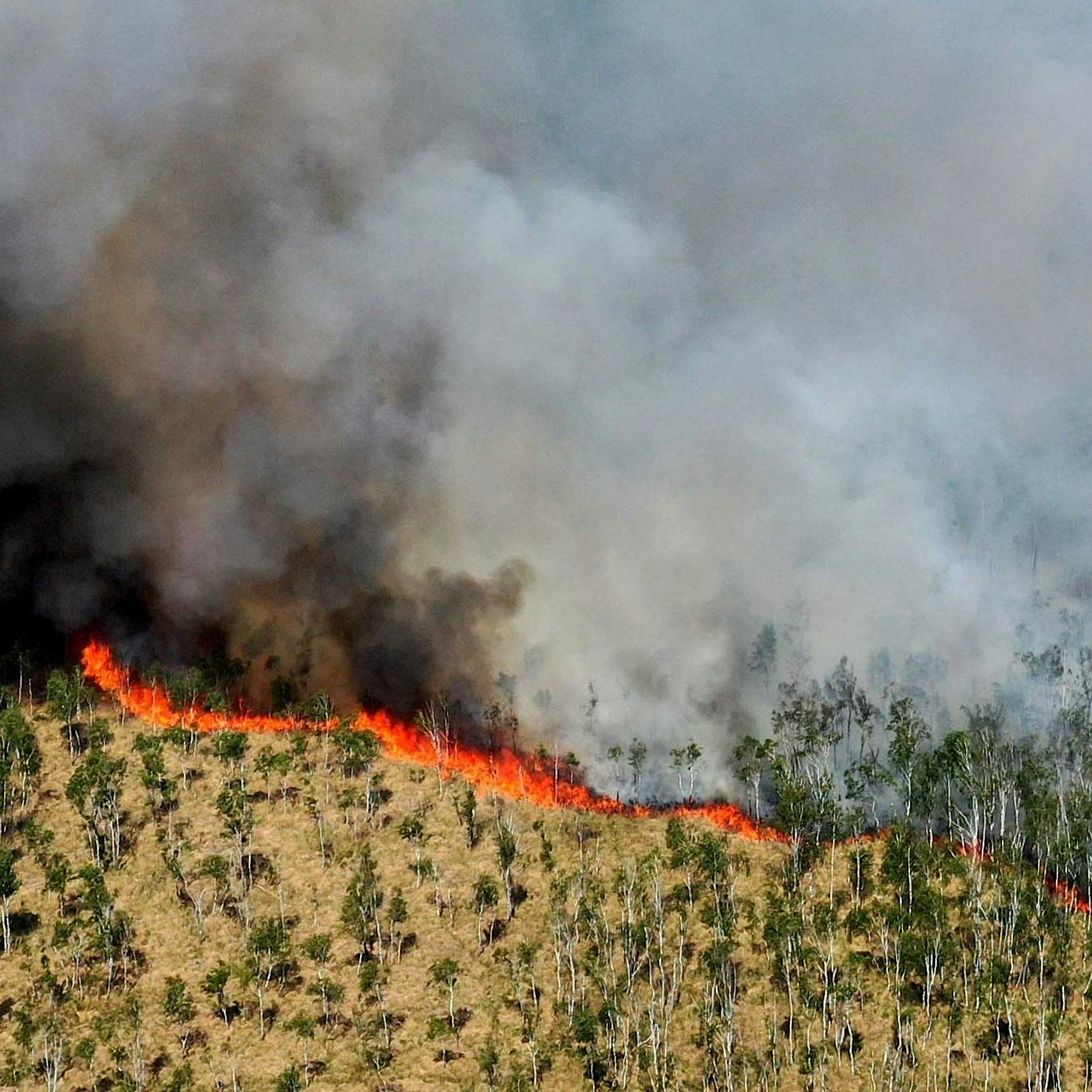 Brandenburg: Waldbrandgefahr bleibt hoch