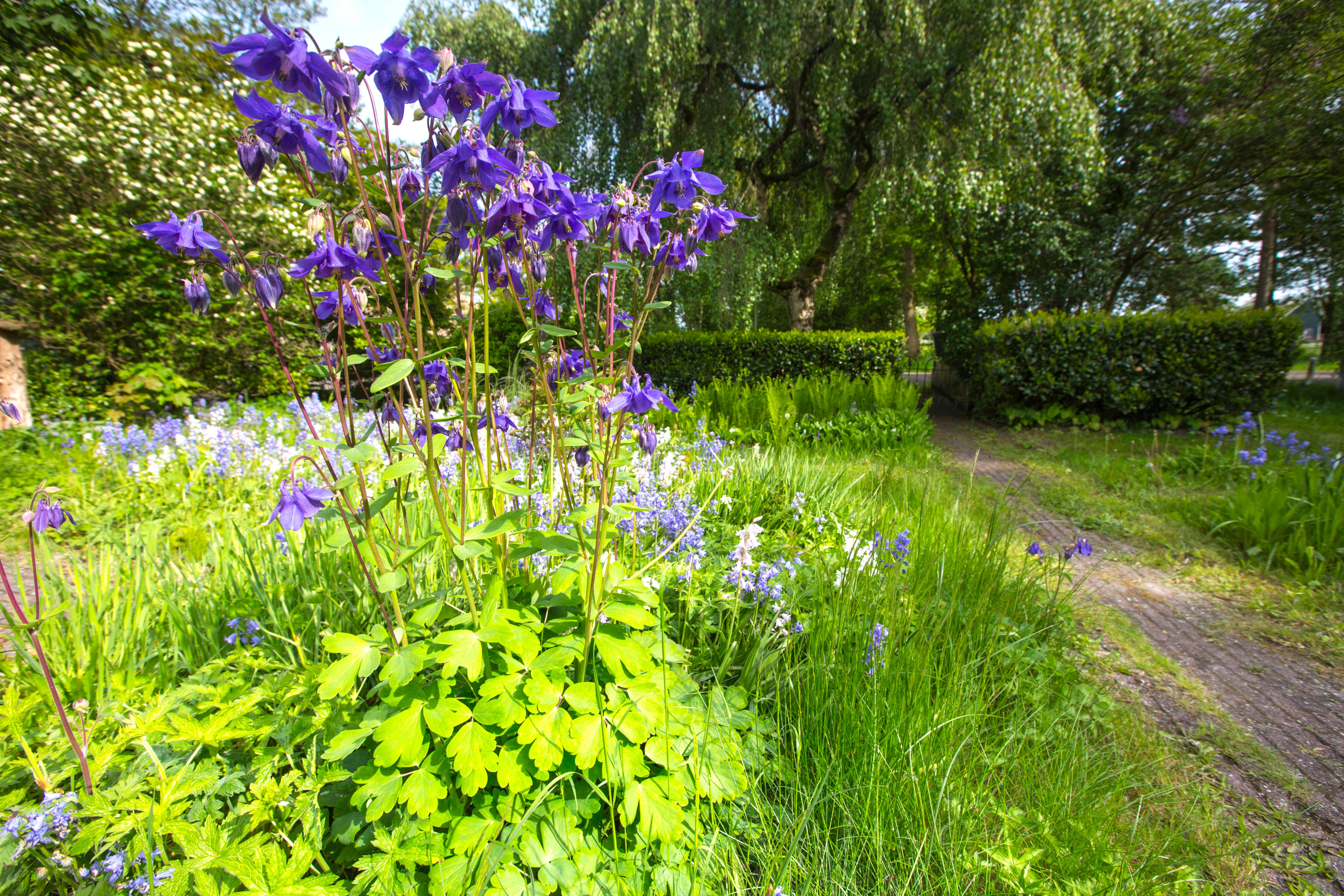 Image - Akeleien im Garten: Mit diesen Stauden sind Überraschungen garantiert – und so pflegt man sie
