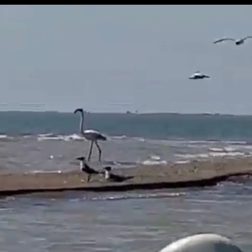 Mit diesem Foto wurde der ausgebüxte Flamingo identifiziert.