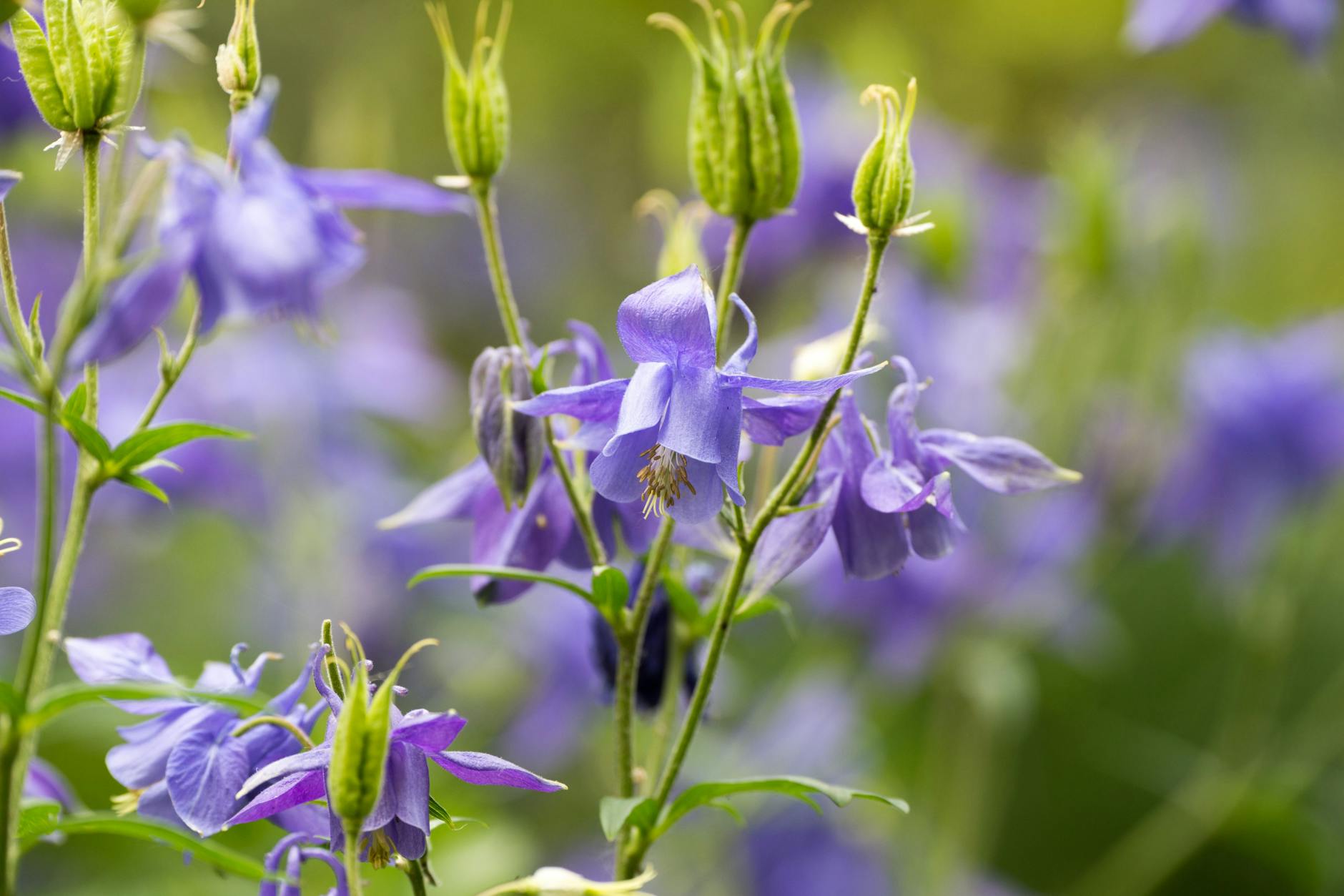 Akeleien bilden dünne, elegante Triebe mit Blüten, die oft nach unten zeigen.