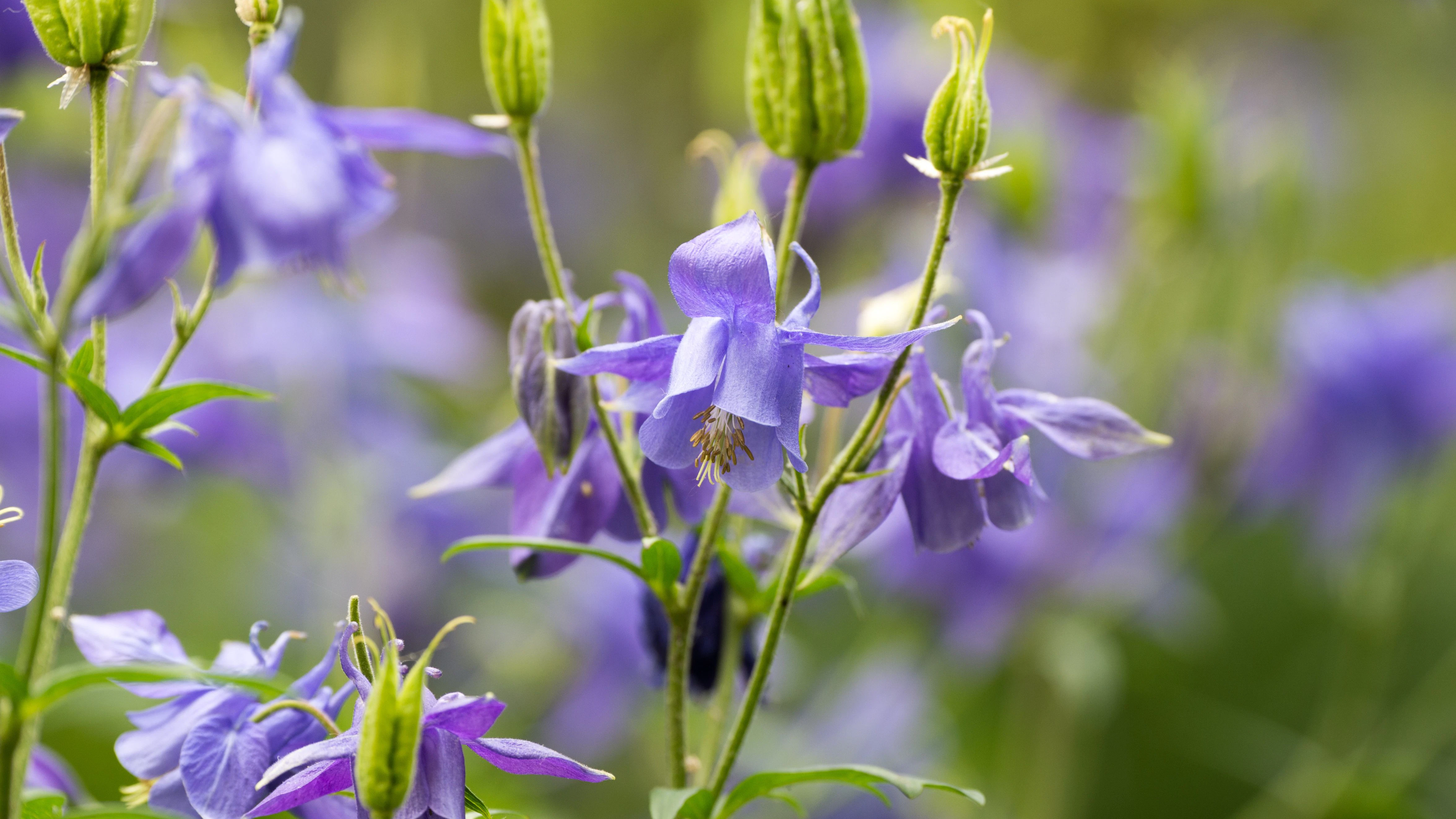 Akeleien bilden dünne, elegante Triebe mit Blüten, die oft nach unten zeigen.