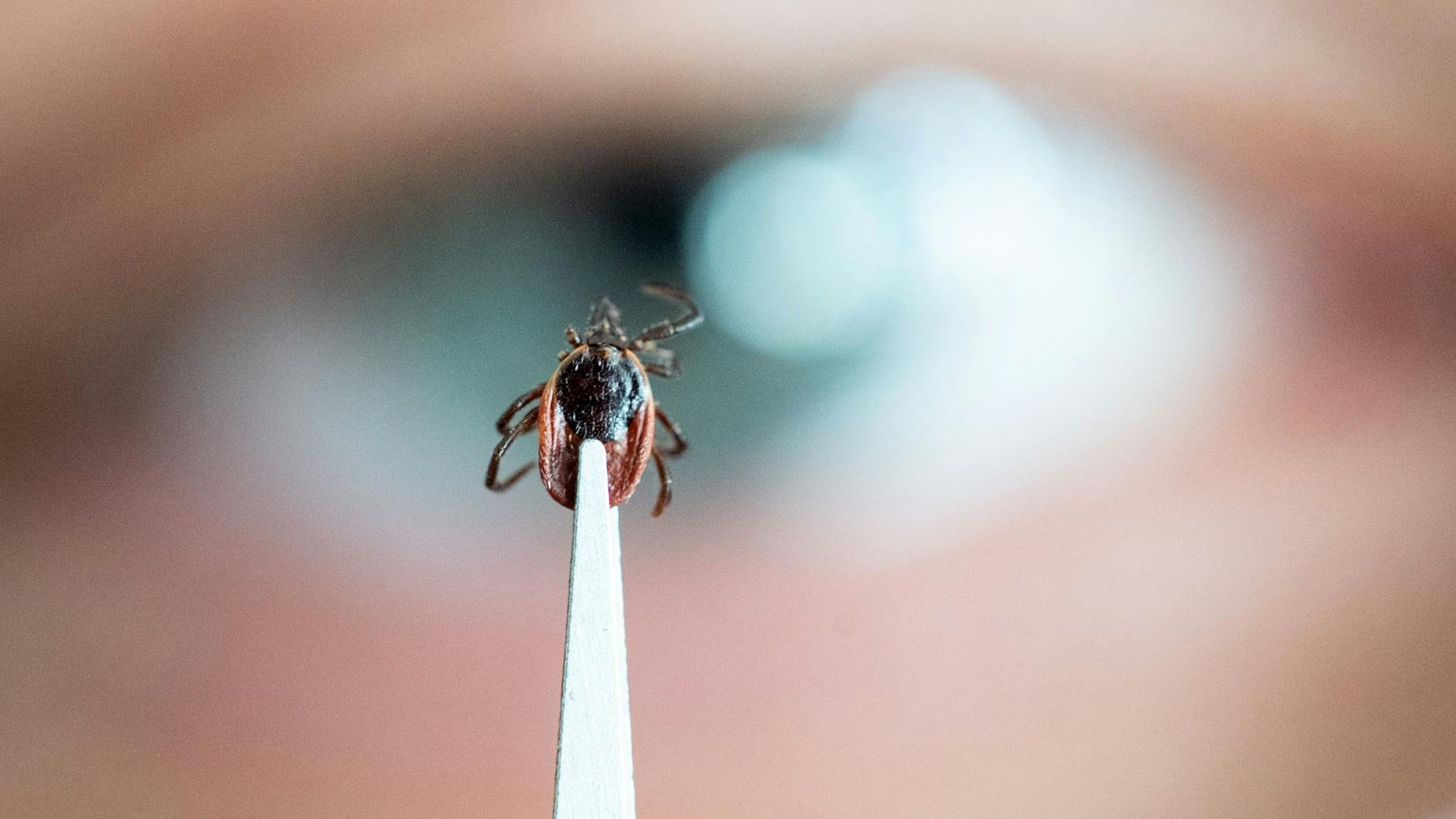 Zecken sollten möglichst schnell vom Haustier entfernt werden (Symbolbild).