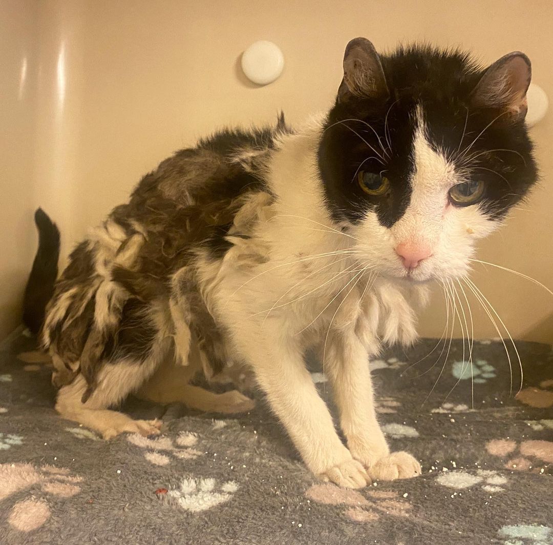 Image - Tragisches Tier-Schicksal: Was wurde diesem armen Kater bloß angetan? Foto aus dem Tierheim entsetzt Tierfreunde auf Instagram