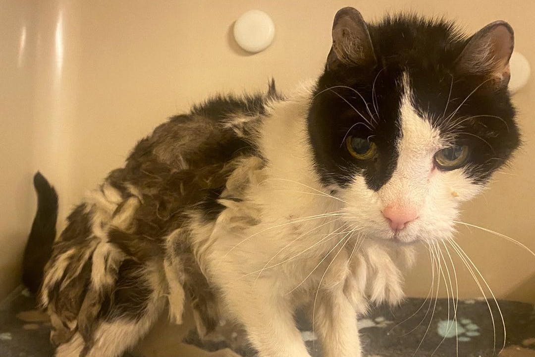 Dieser Kater wurde von Passanten gefunden, von der Feuerwehr ins Tierheim Dellbrück gebracht.