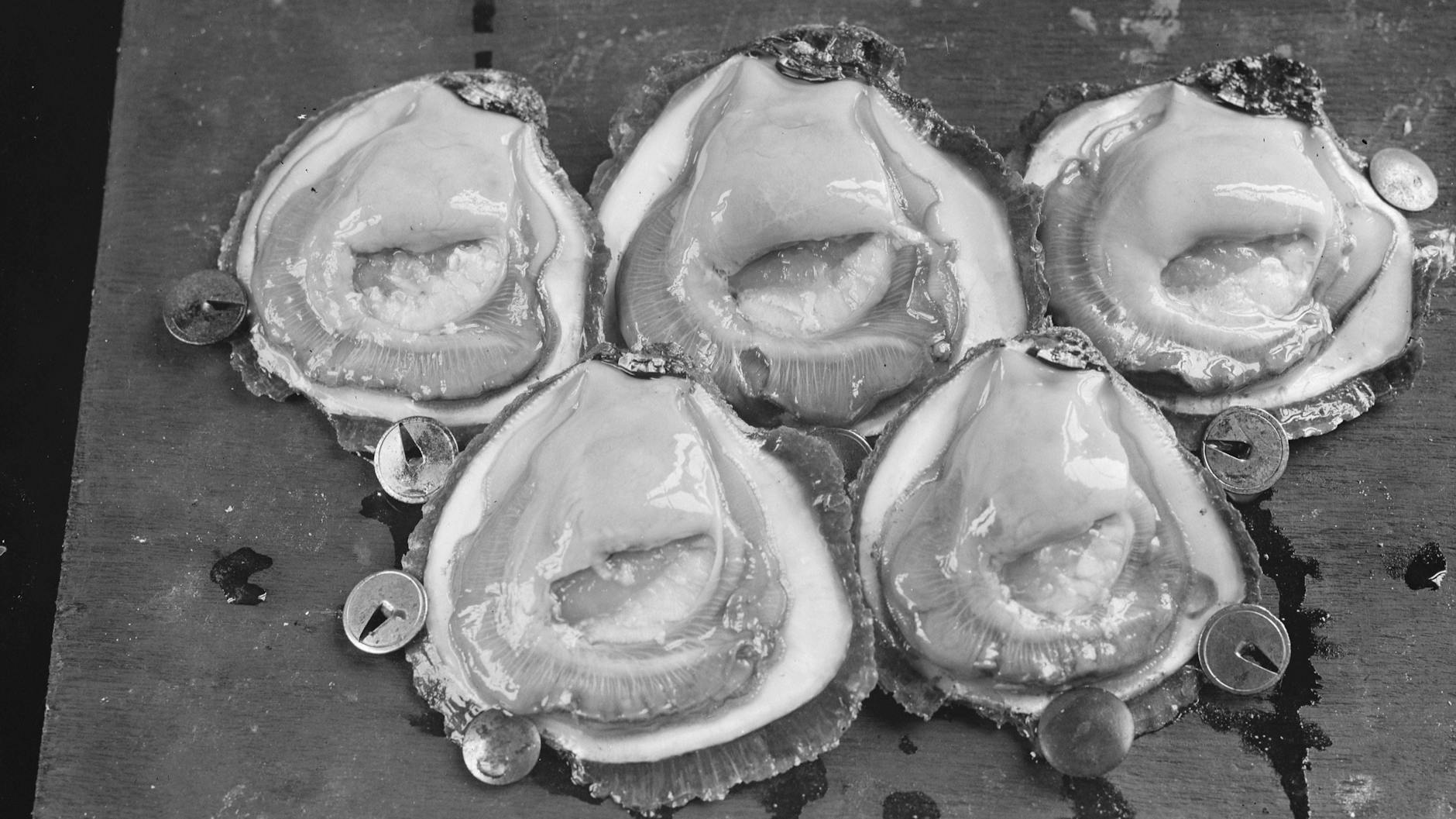 Muss man natürlich nicht roh essen, sondern darf man auch pürieren: Austern.