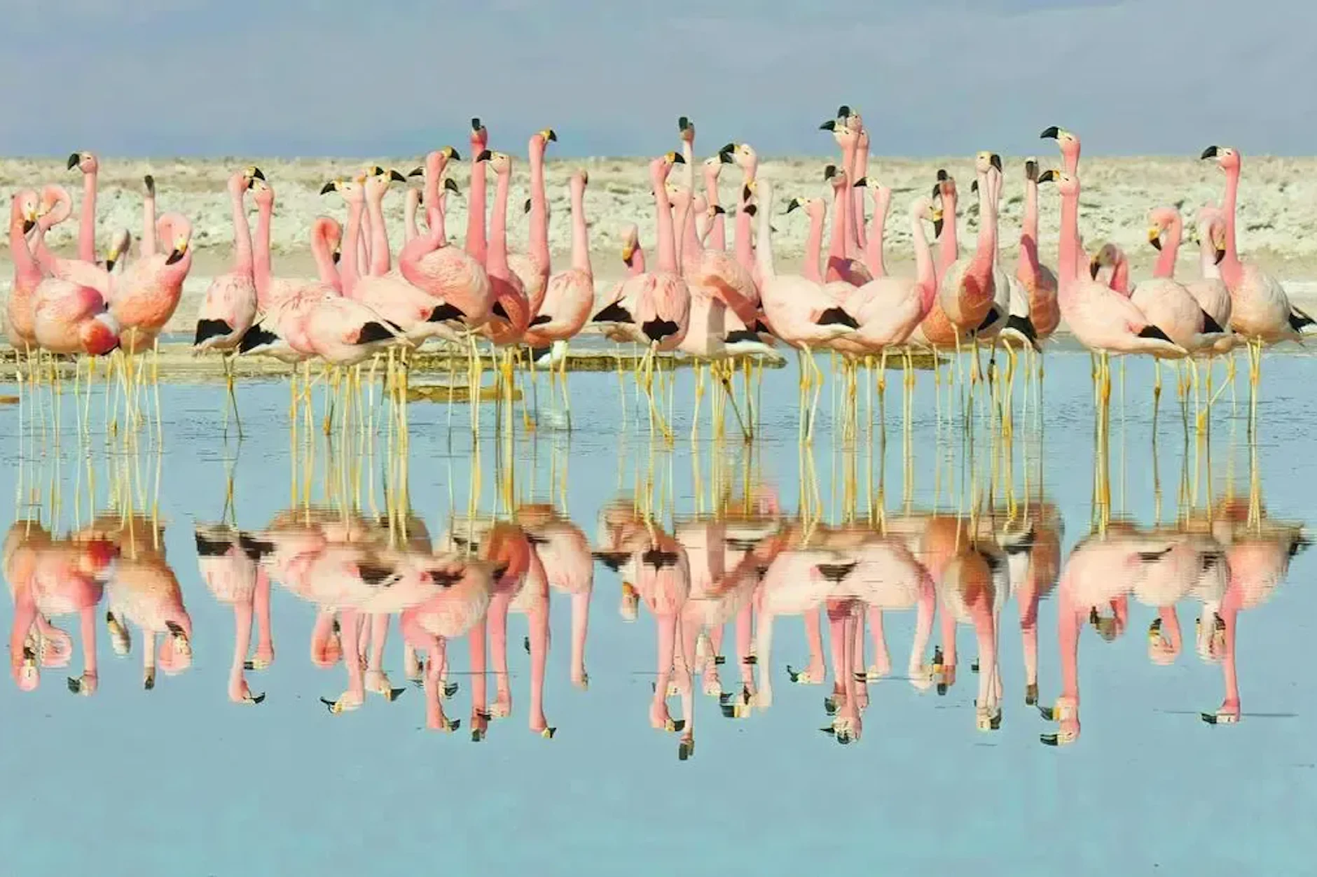 Eine Gruppe Flamingos in einer Szene des Dokumentarfilms „Das Leben in Farbe mit David Attenborough“