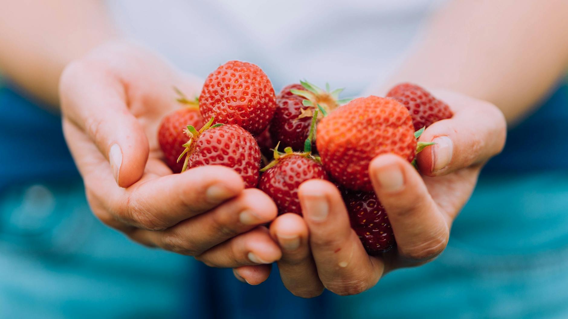 Eine Frau hält frisch geerntete Erdbeeren in den Händen (Archivbild).