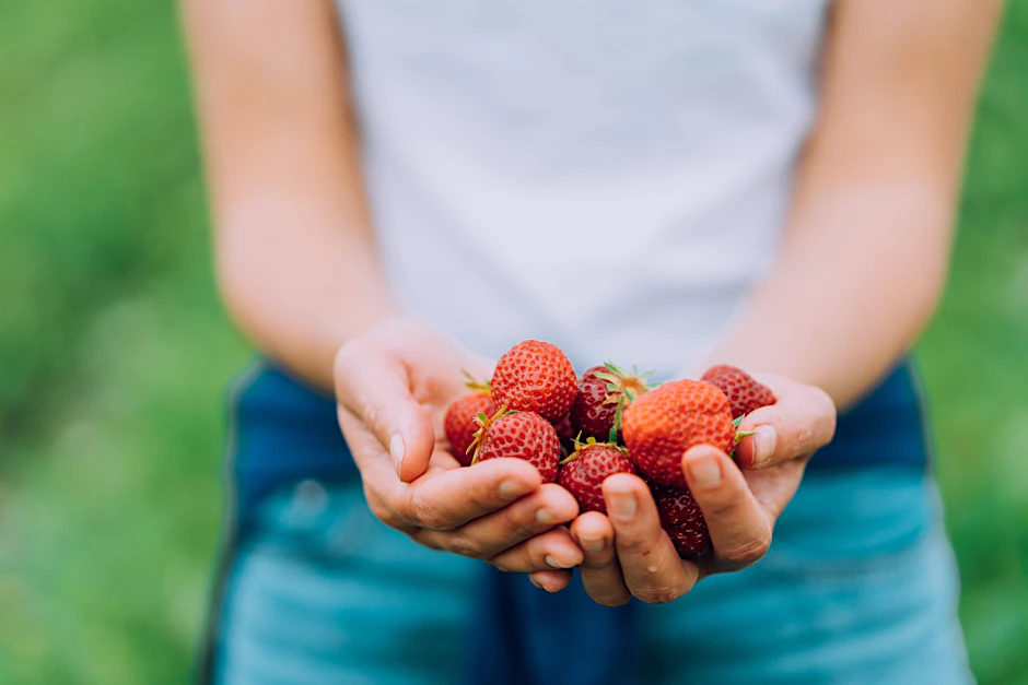 Eine Frau hält frisch geerntete Erdbeeren in den Händen (Archivbild).