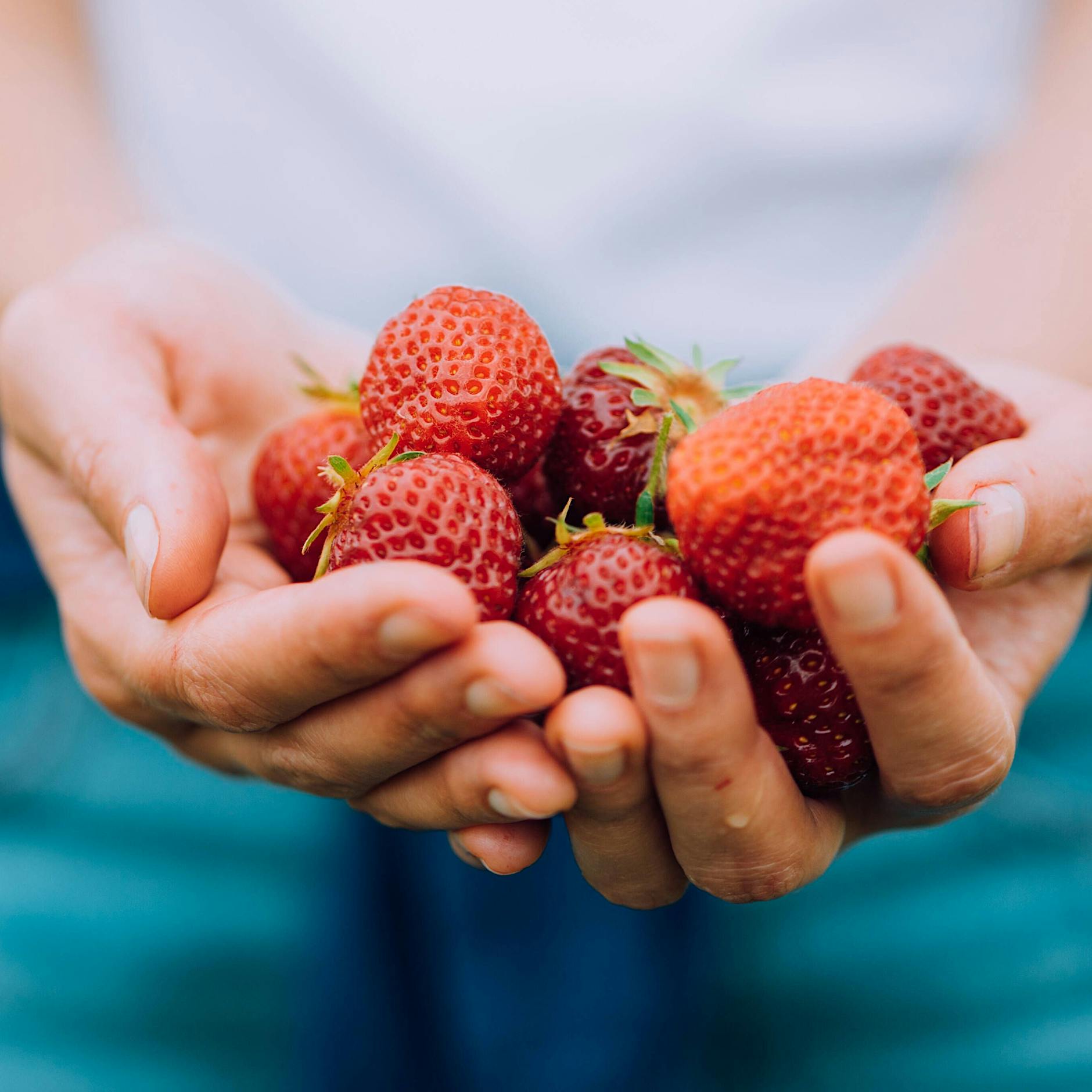 Ostdeutsche Obstbauern: Erdbeer-Saison startet Ende April