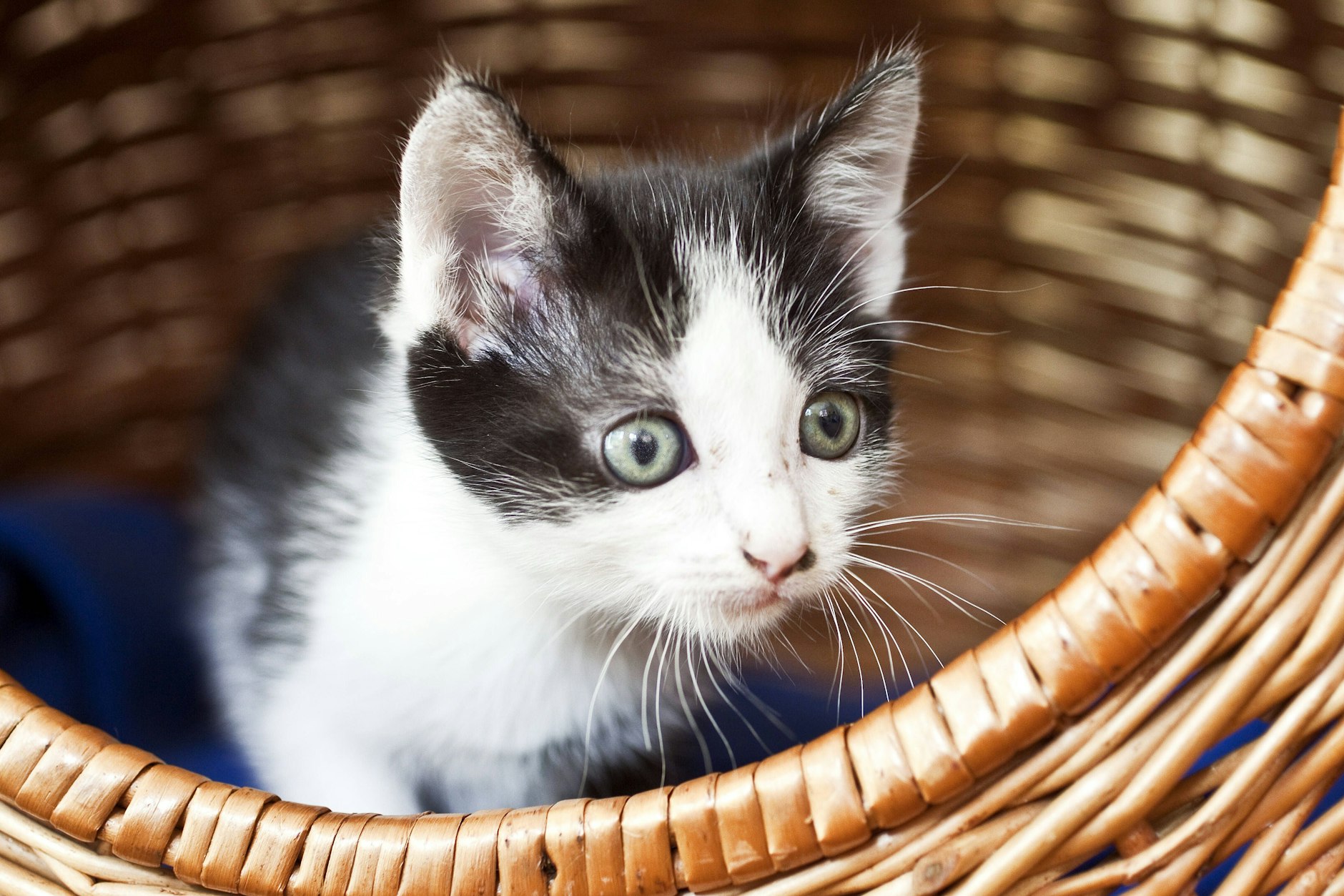 Ein süßes Kätzchen (Symbolfoto). Wer bringt es übers Herz, so ein Tier in einer Zugtoilette zu ertränken?