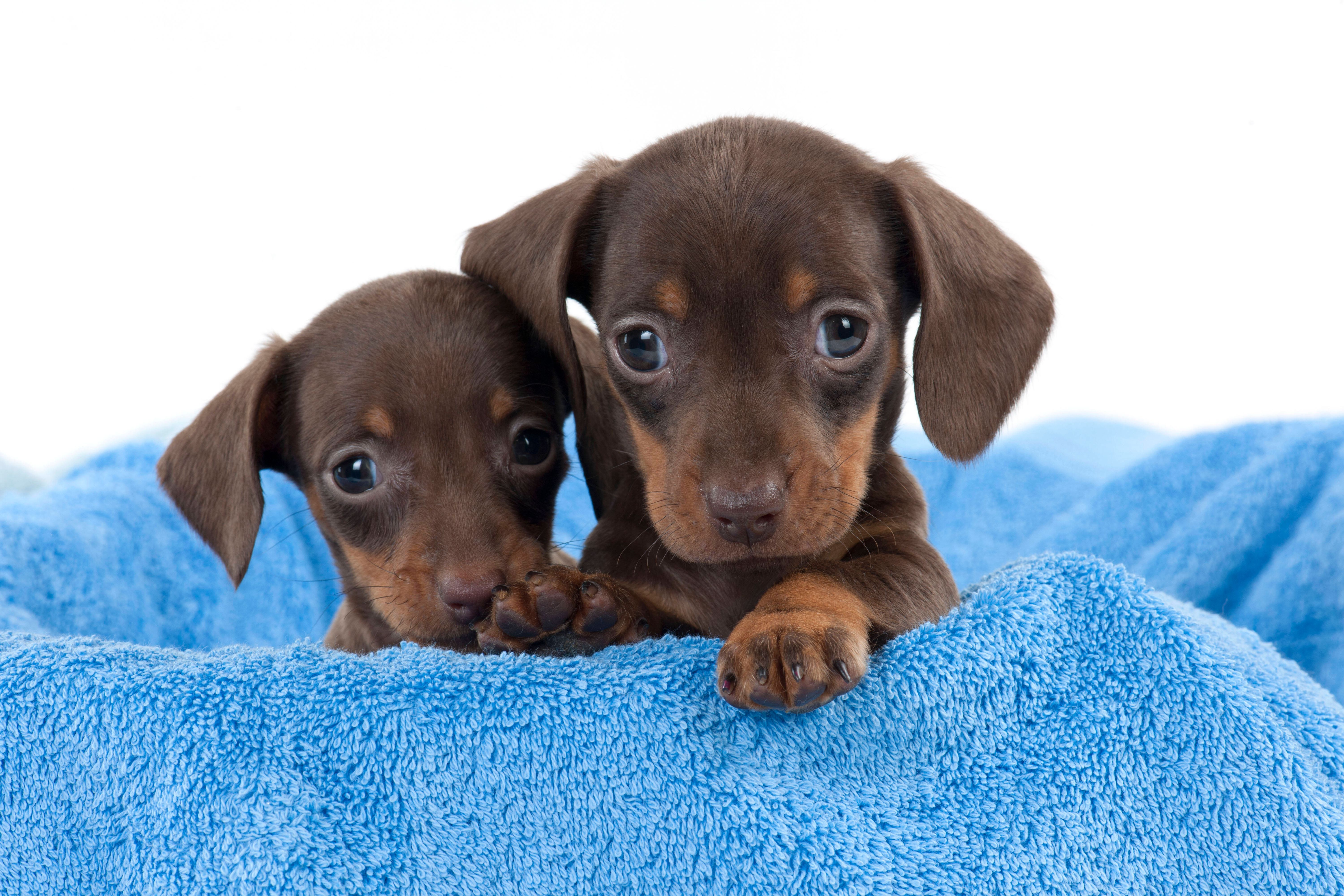 Hundeexperten warnen: DARUM ist es brandgefährlich, Welpen in Gruppen toben und spielen zu lassen!