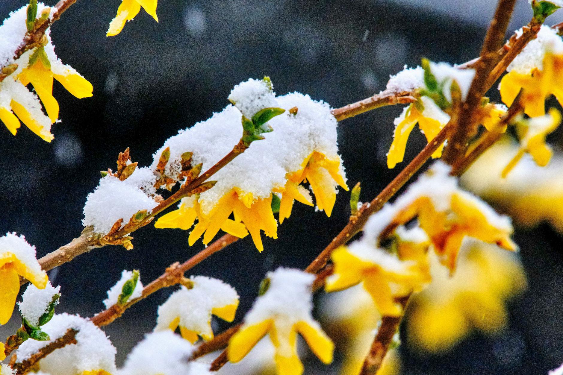 Der Frühling macht Pause und der Winter dreht noch mal auf. Schnee fällt bis in die tiefen Lagen.