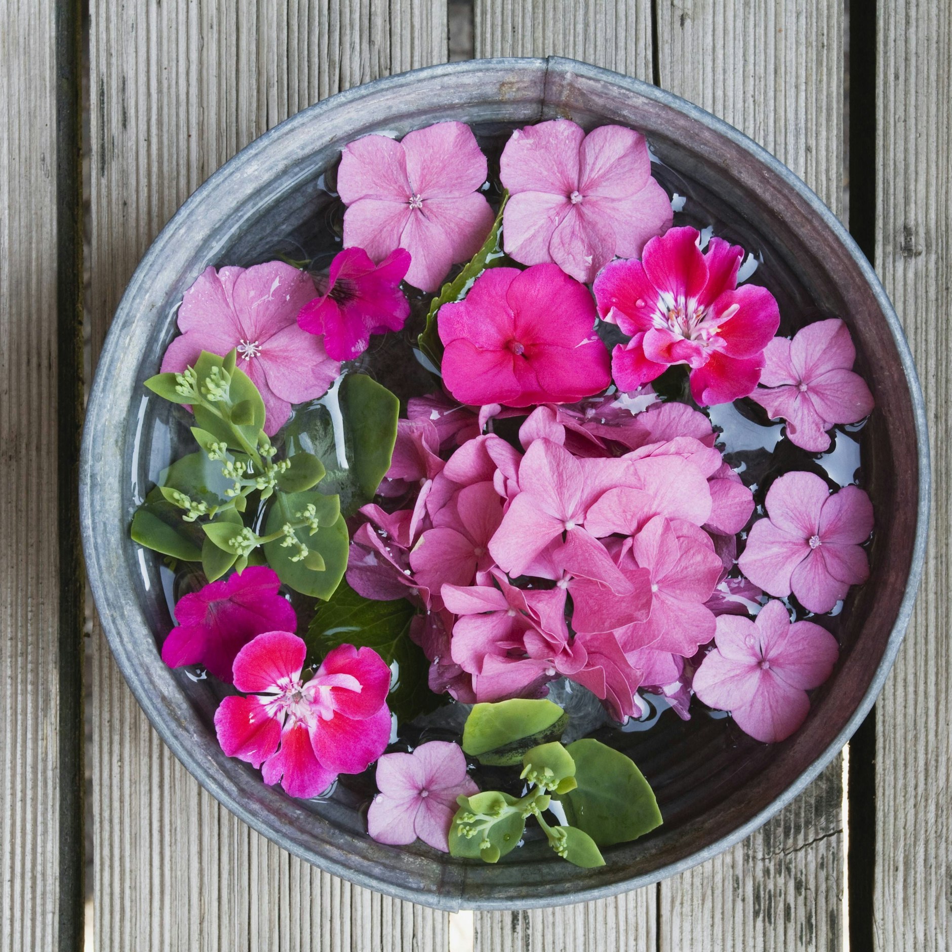 Das Fleißige Lieschen erblüht in verschiedenen Farben.