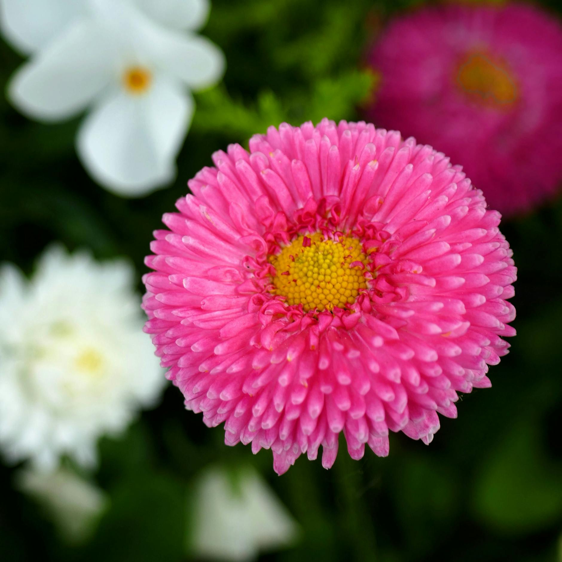 Die Zuchtform des Gänseblümchens trägt den botanischen Namen Bellis.