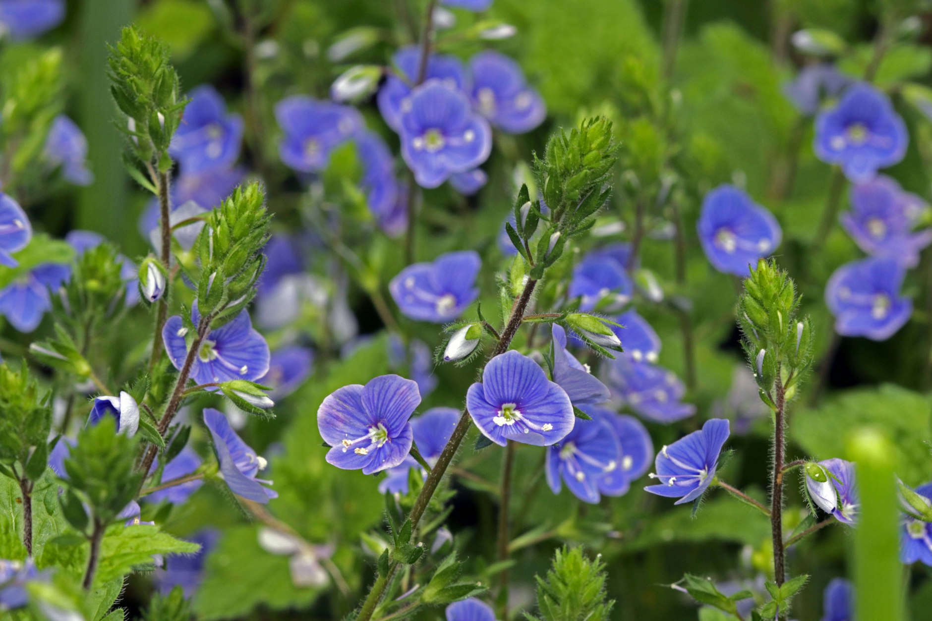 Von Juni bis Juli blüht das Männertreu – wie eine sehr kurze Sommerliebe.