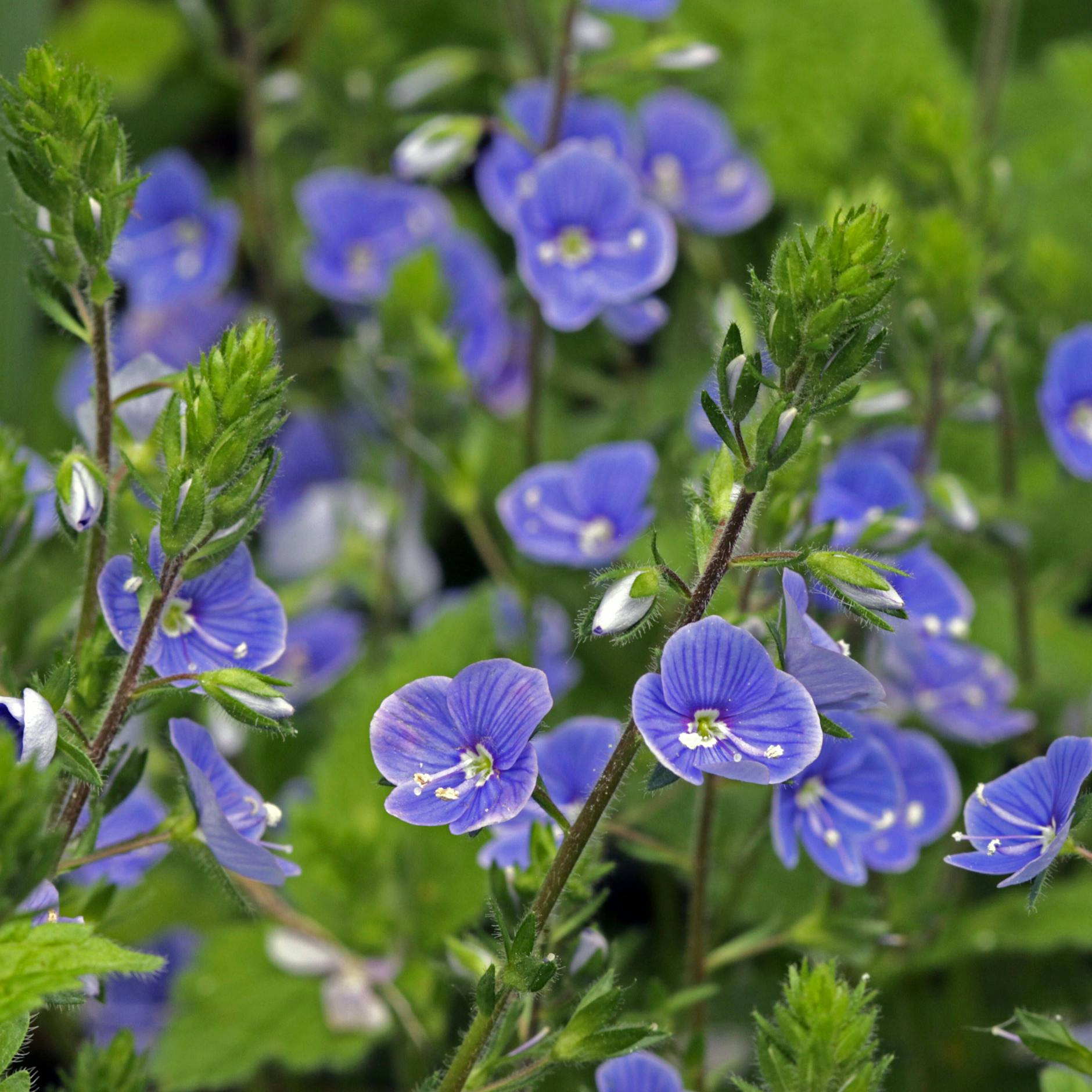 Männertreu, Fleißiges Lieschen und Stiefmütterchen: Woher haben Pflanzen eigentlich ihre Namen?