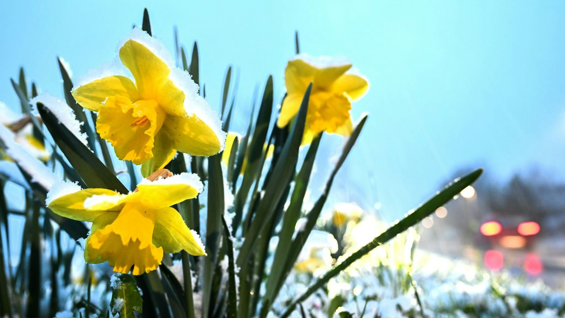 Auf den Frühling müssen wir noch länger warten.