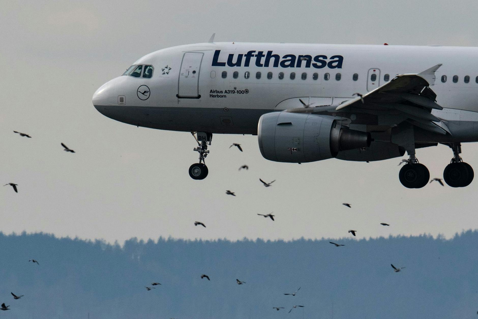 Eine Passagiermaschine der Lufthansa vom Typ Airbus A319-100 landet auf dem Flughafen in Frankfurt.