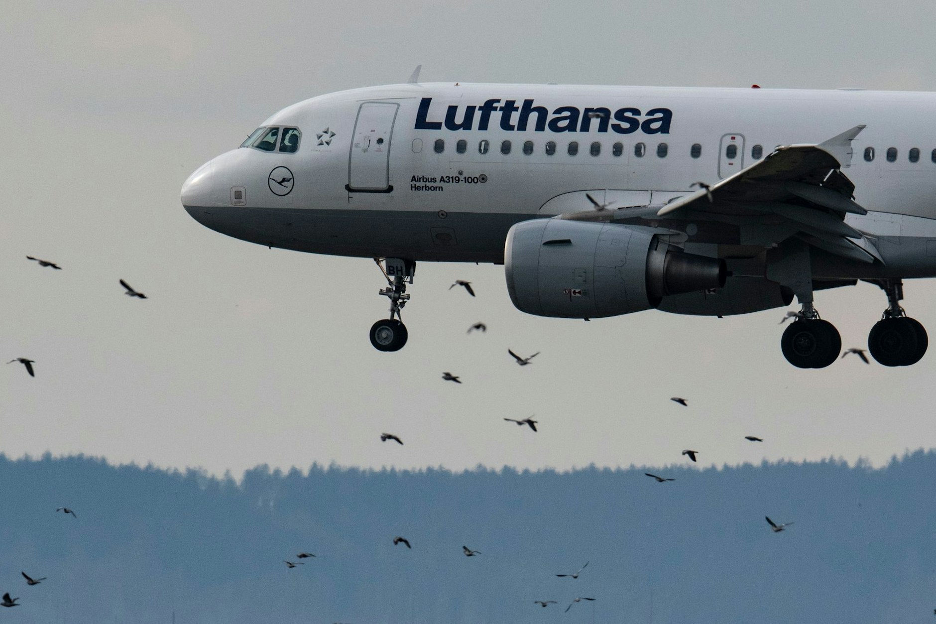 Eine Passagiermaschine der Lufthansa vom Typ Airbus A319-100 landet auf dem Flughafen in Frankfurt.