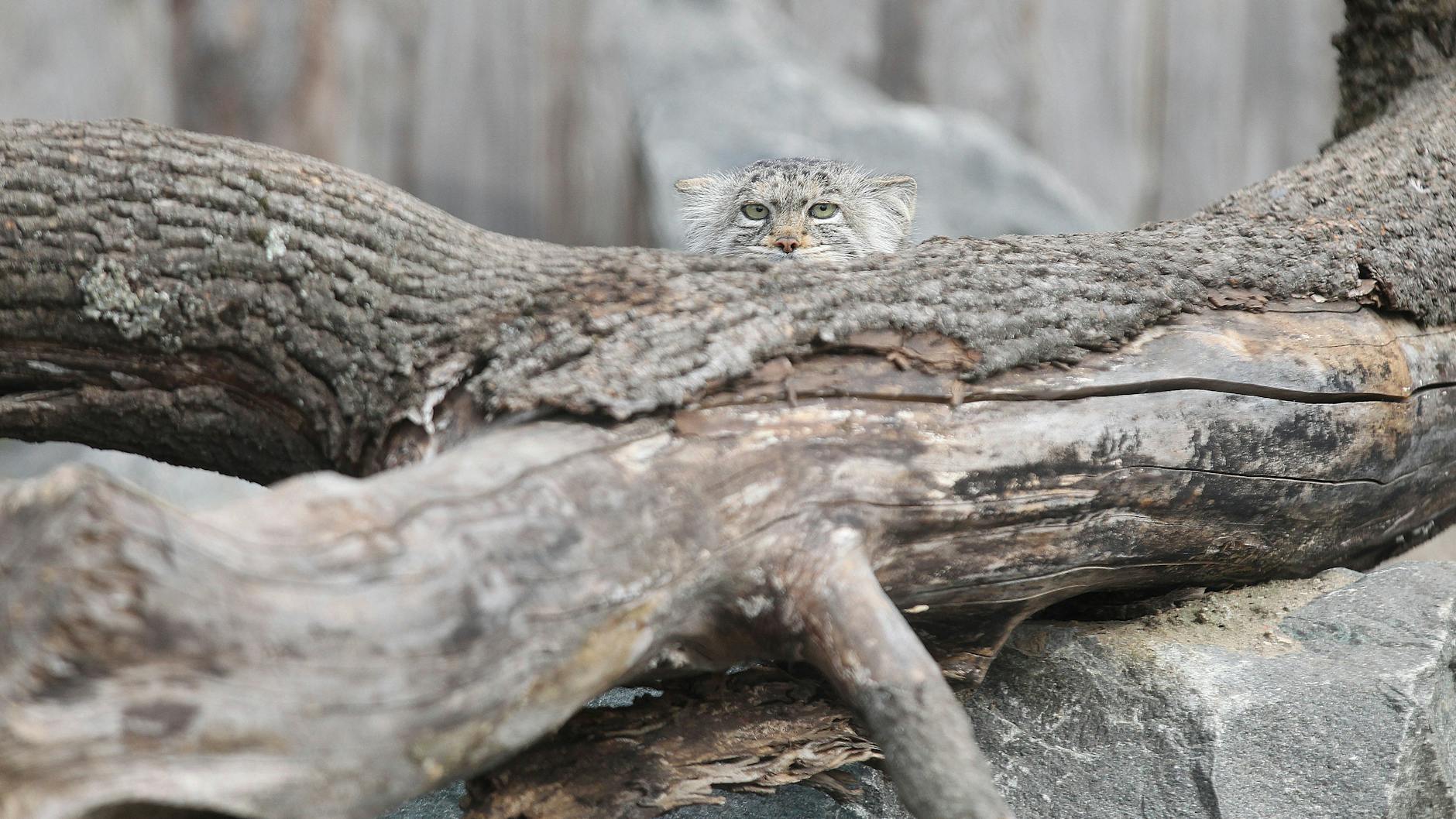Neugierig schaut ein Manul, eine Kleinkatze, hinter einem Baumstamm hervor.
