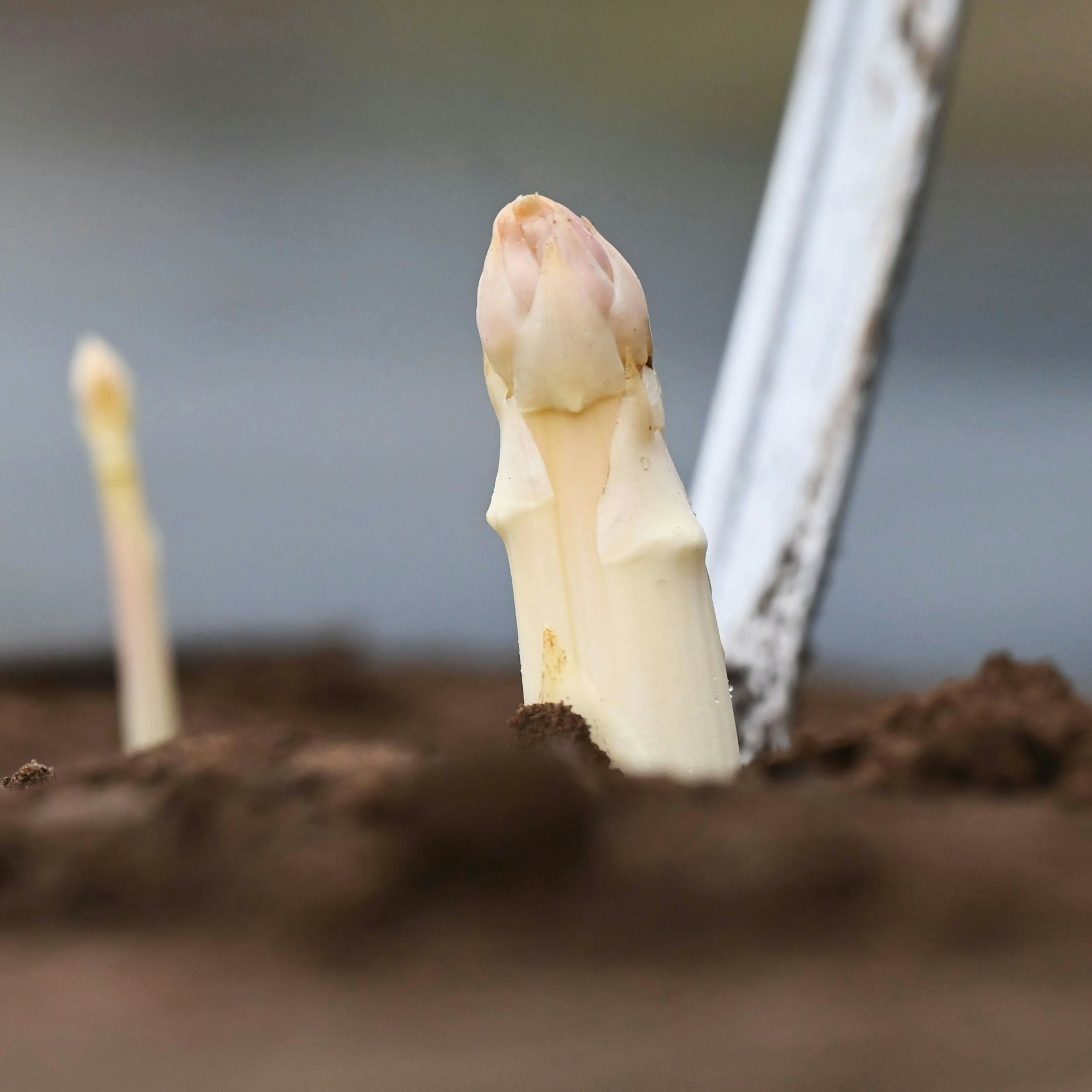 Das Ideal ist noch immer, dass die Spargelstangen weiß sind.