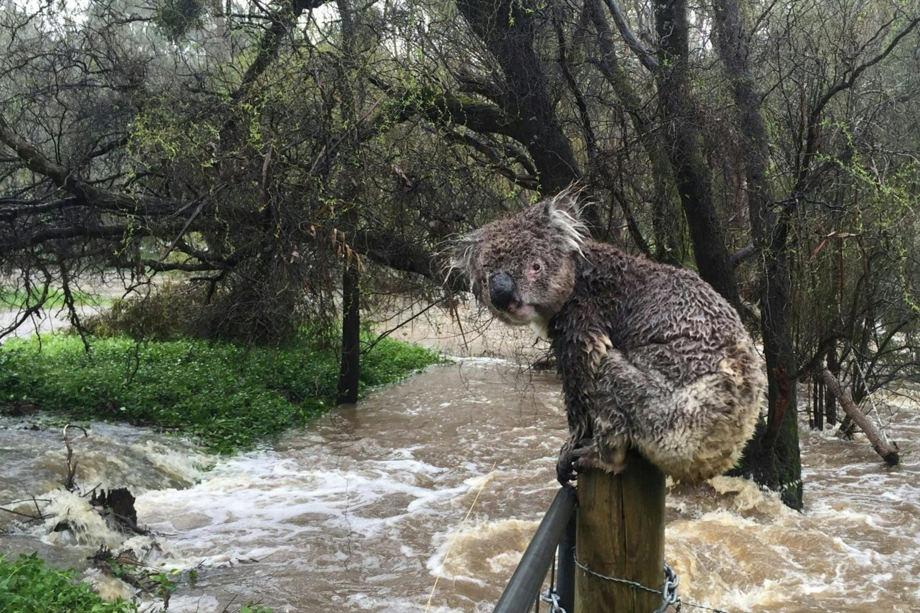 Ein Koala sitzt auf einem Zaunpfahl neben einem überfluteten Gebiet im Osten Australiens.