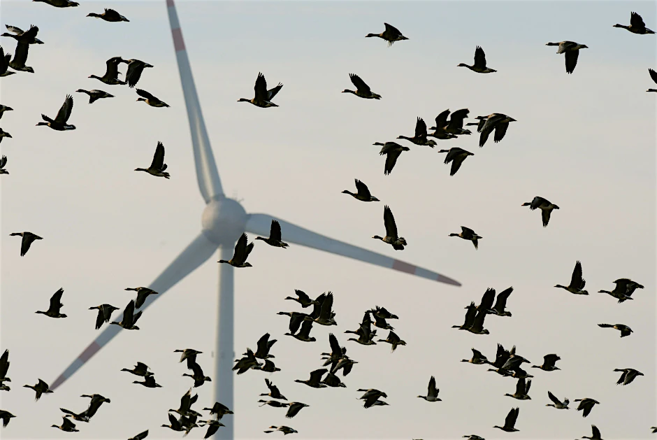 Gespanntes Verhältnis: Wildgänse und Windräder