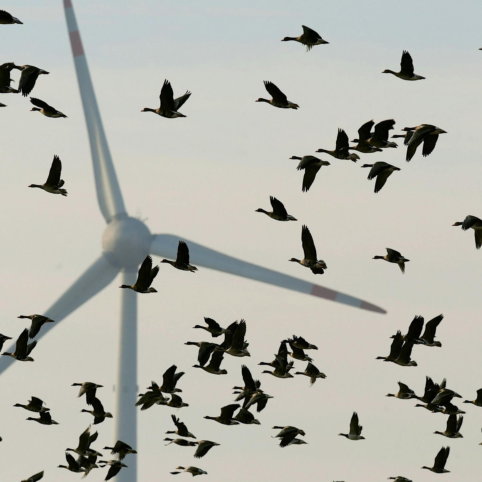 Wie sich Wanderfalke und Windrad anfreunden: Beschleunigung für die Windkraft