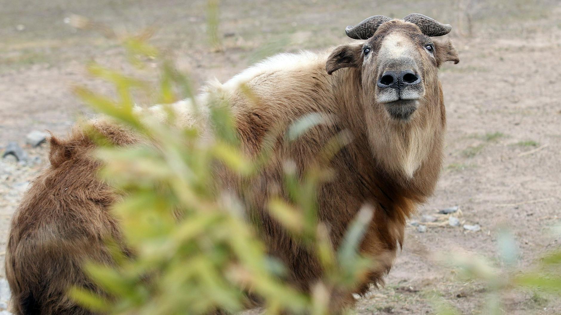 Auch die Takine freuen sich über die neue Gebirgslandschaft.
