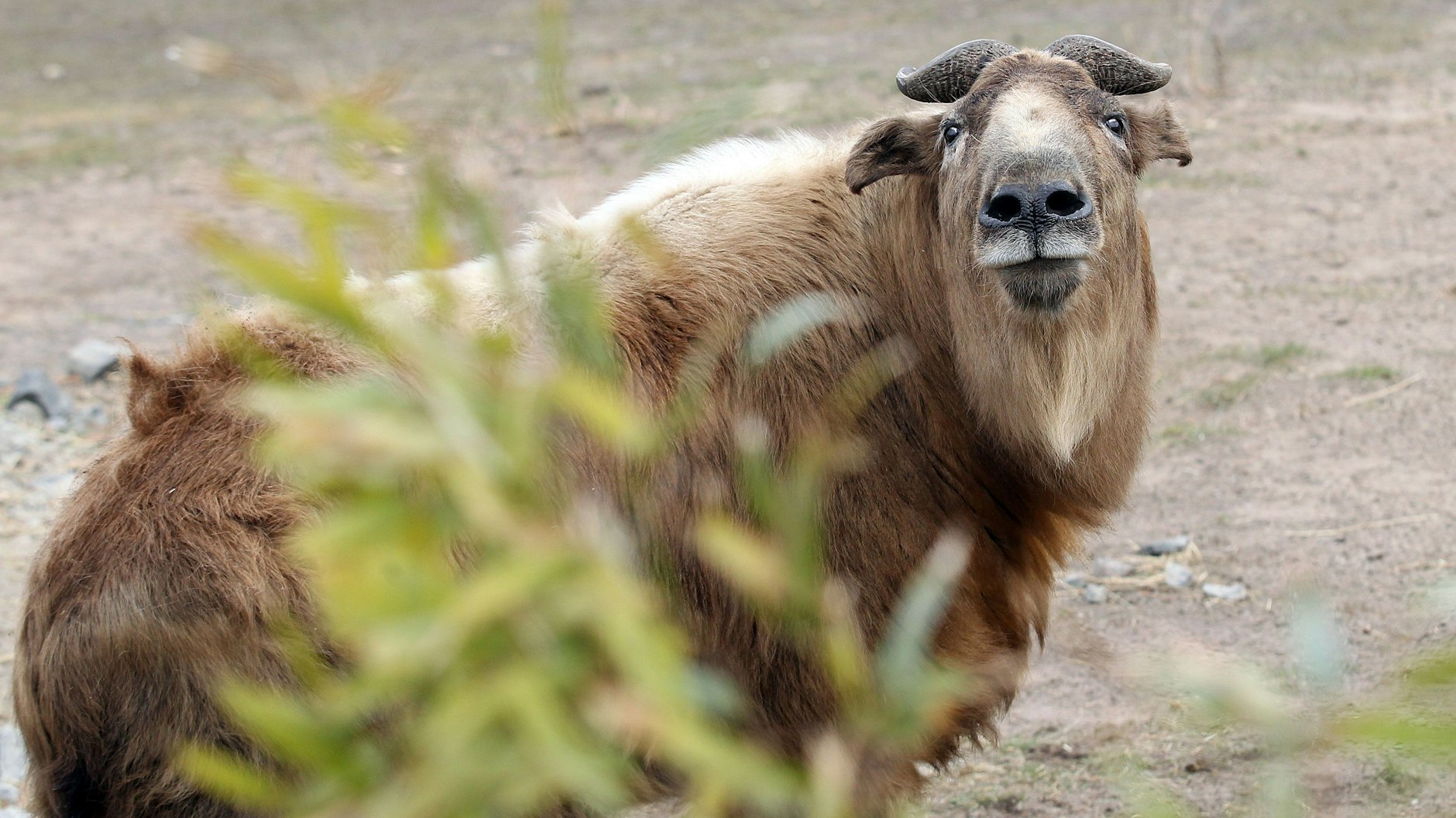 Auch die Takine freuen sich über die neue Gebirgslandschaft.