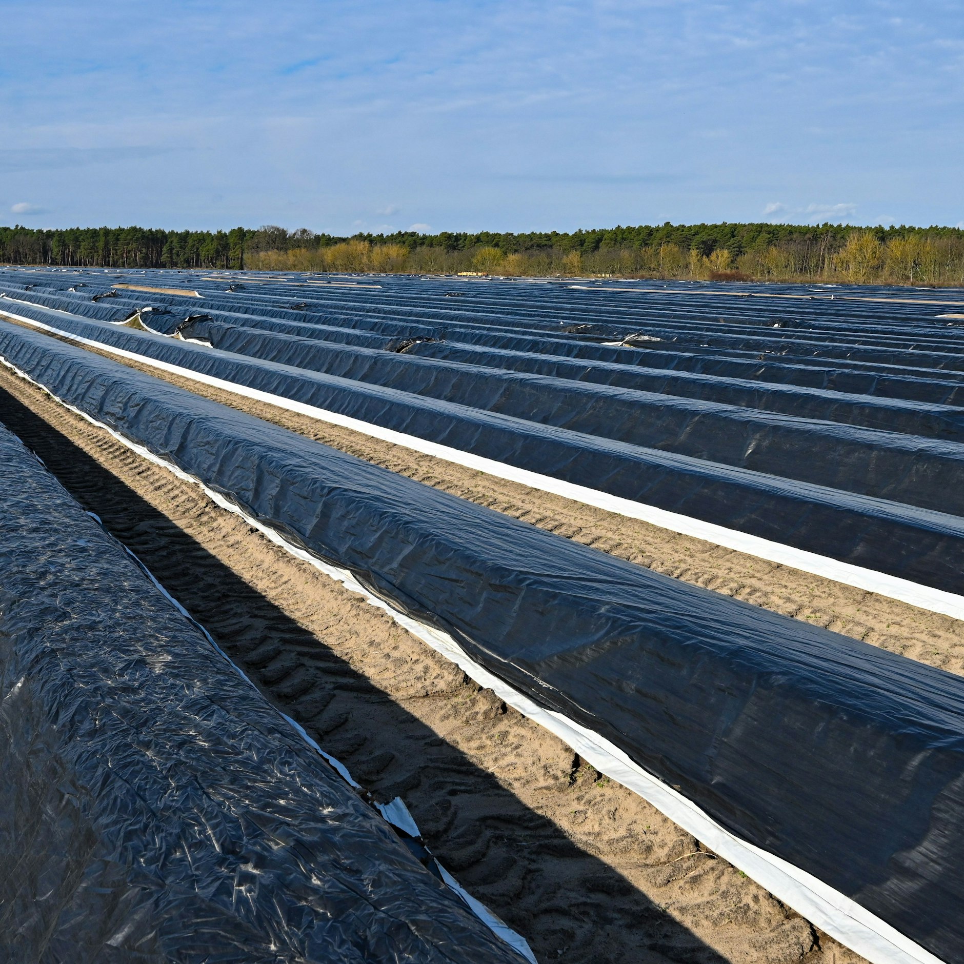 Bei Kälte soll die schwarze Seite der Folie die Wärme der Sonnenstrahlen absorbieren und so die Spargeldämme aufheizen.