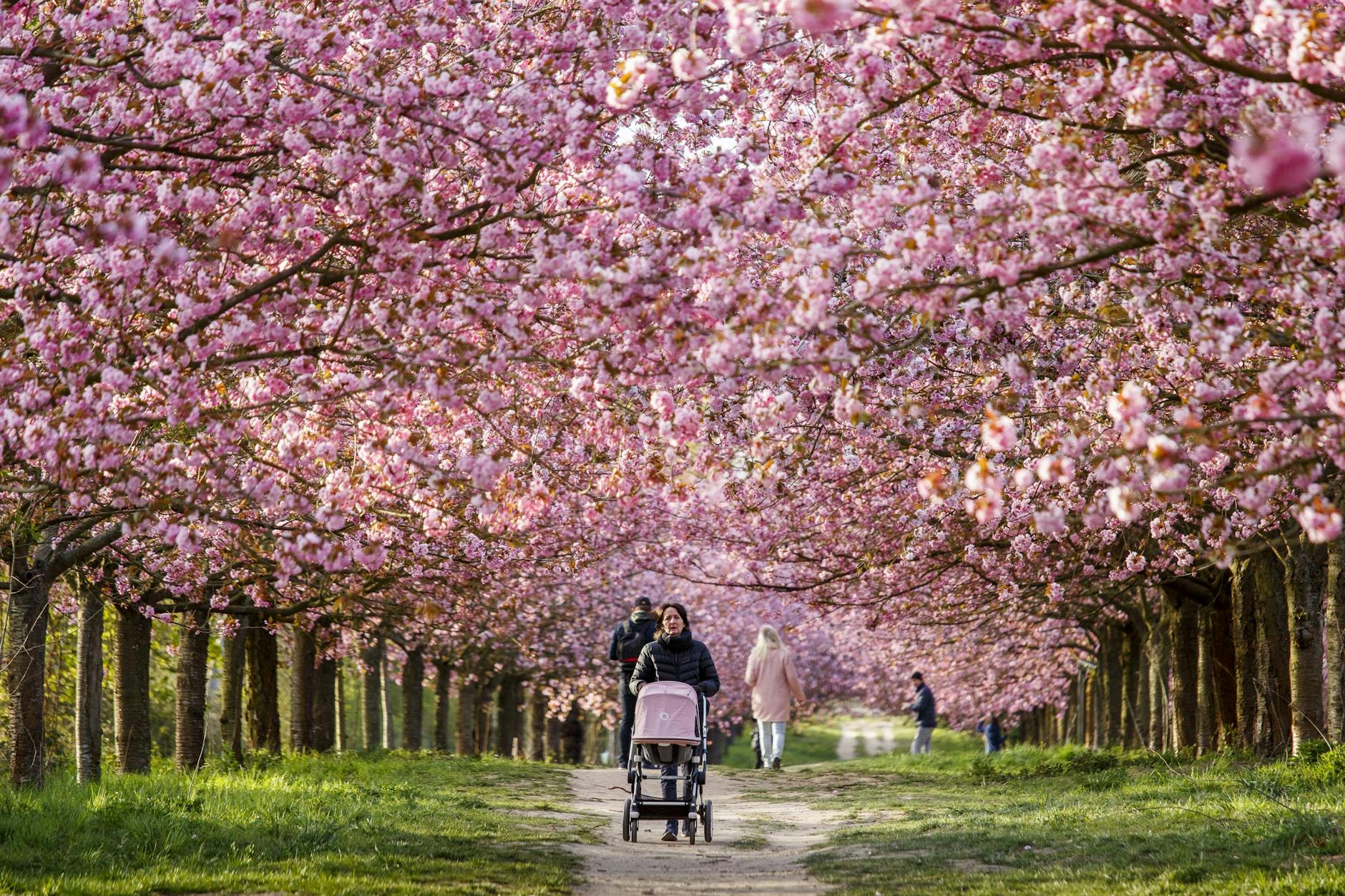 Farbenflut: Kirschblüten am einstigen Mauerstreifen zwischen dem Berliner Stadtteil Lichterfelde und der Stadt Teltow