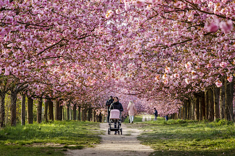 Farbenflut: Kirschblüten am einstigen Mauerstreifen zwischen dem Berliner Stadtteil Lichterfelde und der Stadt Teltow