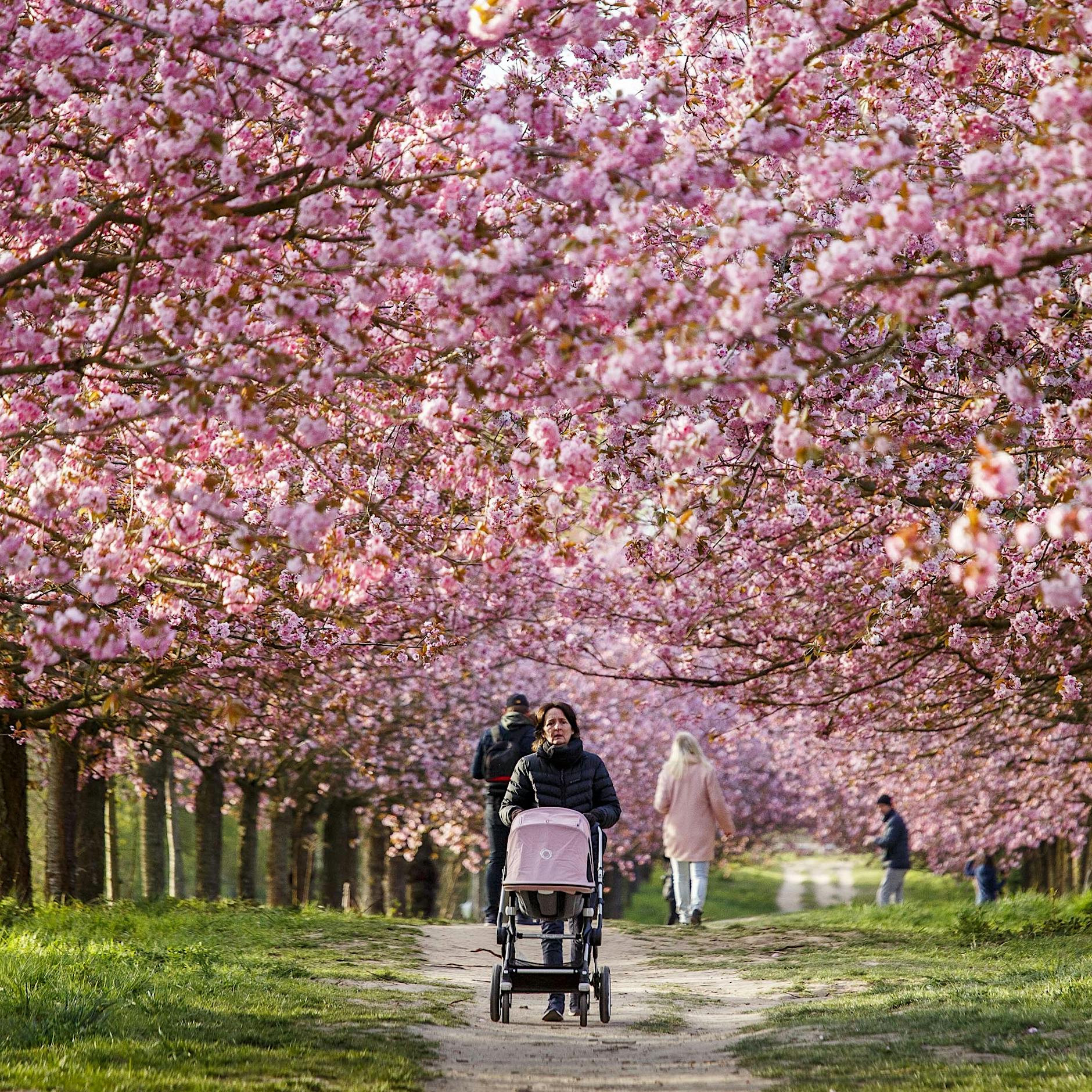 Gelb oder Weiß, Blau oder Grün – welche ist die wichtigste Farbe der Welt?