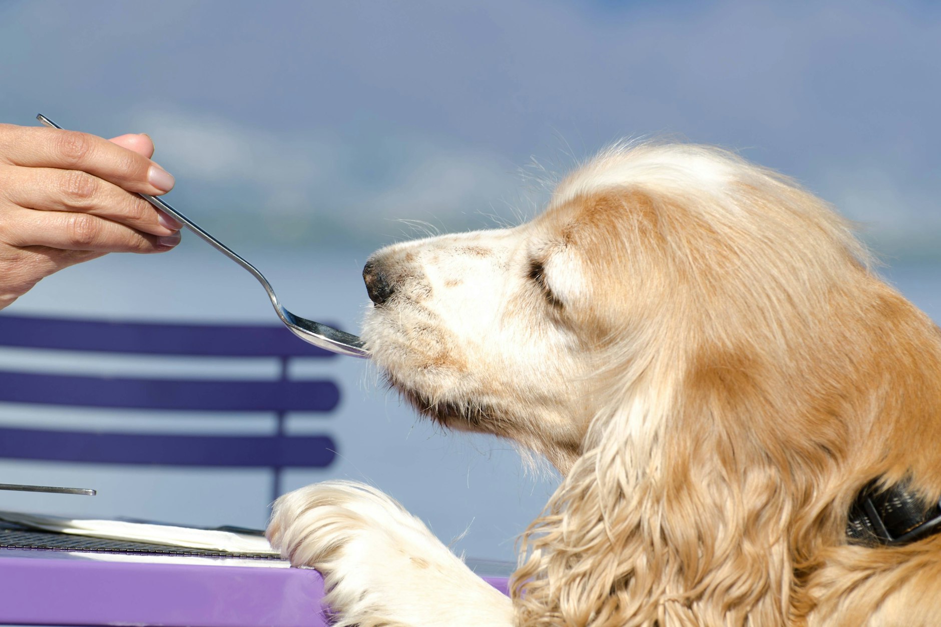 Nicht alles, was gut für den Menschen ist, ist auch gut für den Hund.