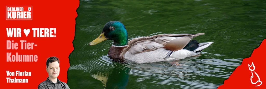 Enten füttern – darf man das? Darum sollten Sie darauf verzichten und den Vögeln auf gar keinen Fall Brot geben!